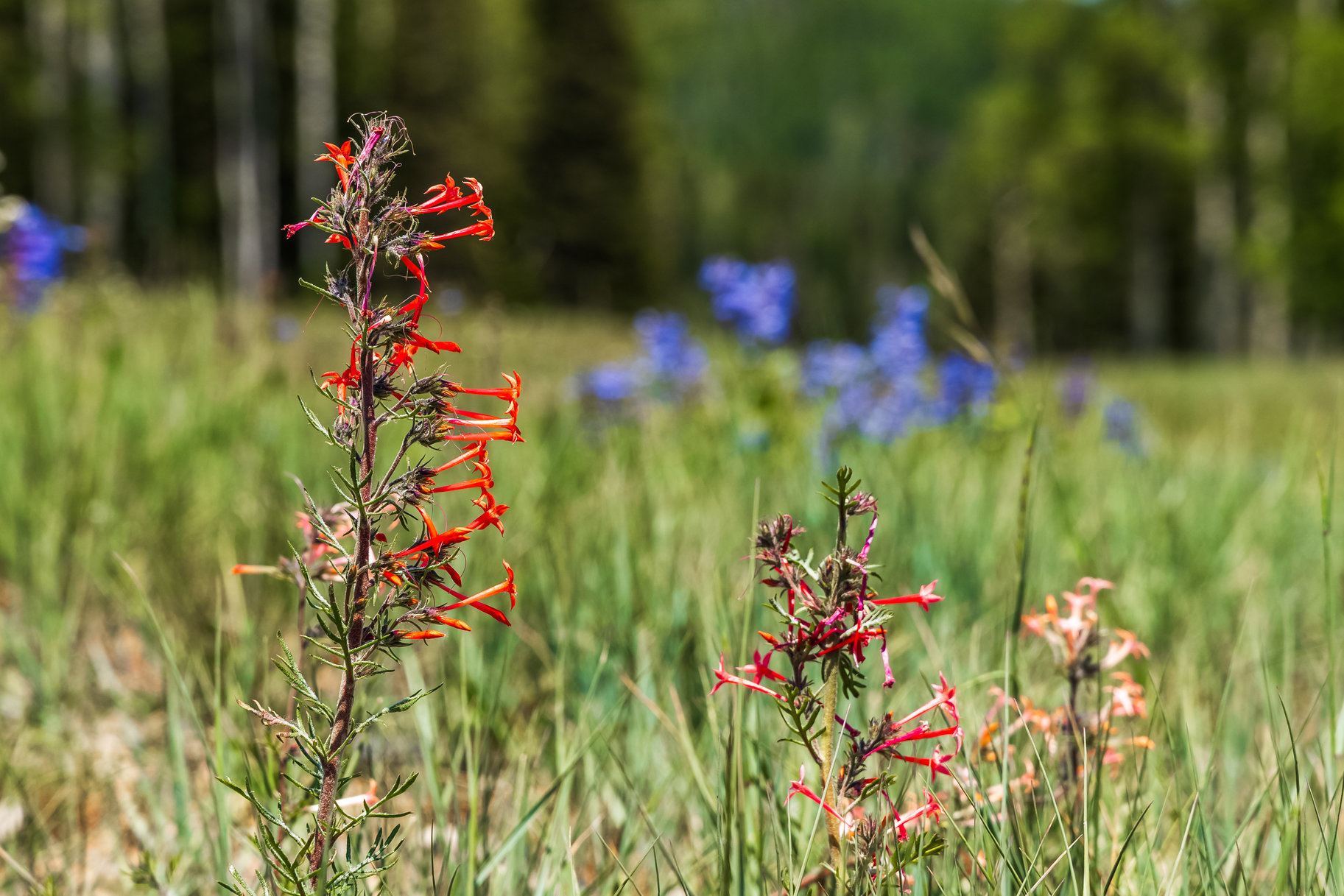  Incredible 28 Acre Estate Lot in the Colony at White Pine Canyon - 物件實景
