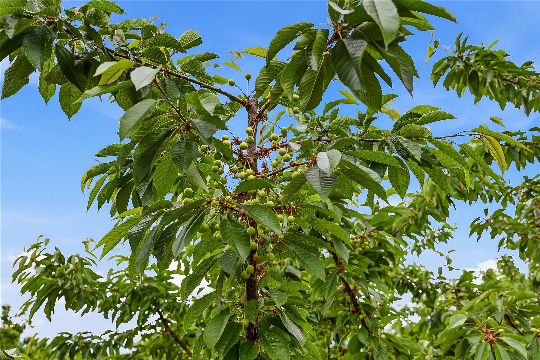  17.66 Acre Cherry Orchard - 物件實景
