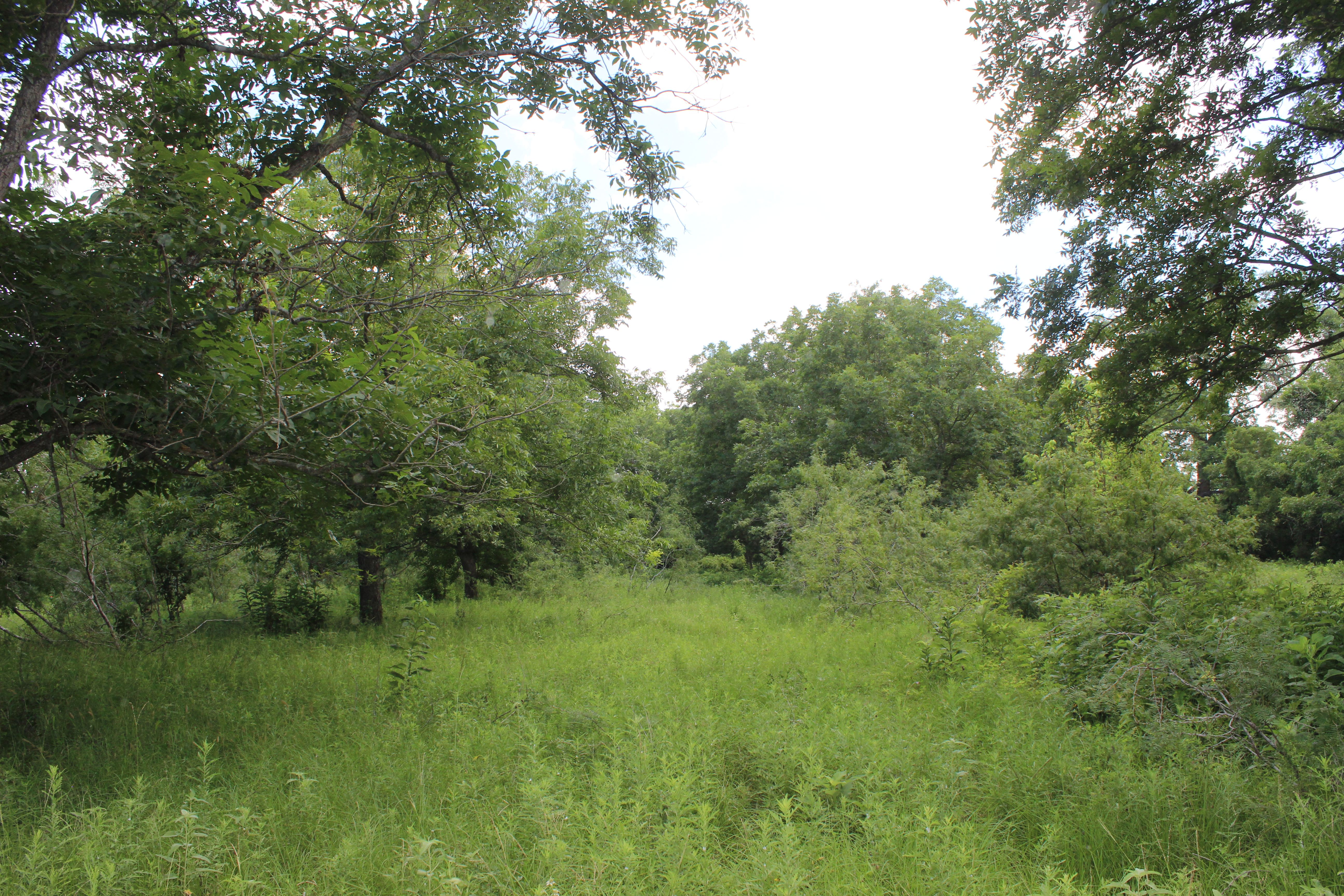  Buck Branch Ranch - 物件實景