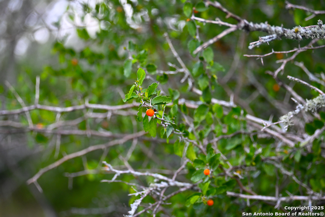 Nixon, Texas, 78140, United States, ,Residential,For Sale,1988320