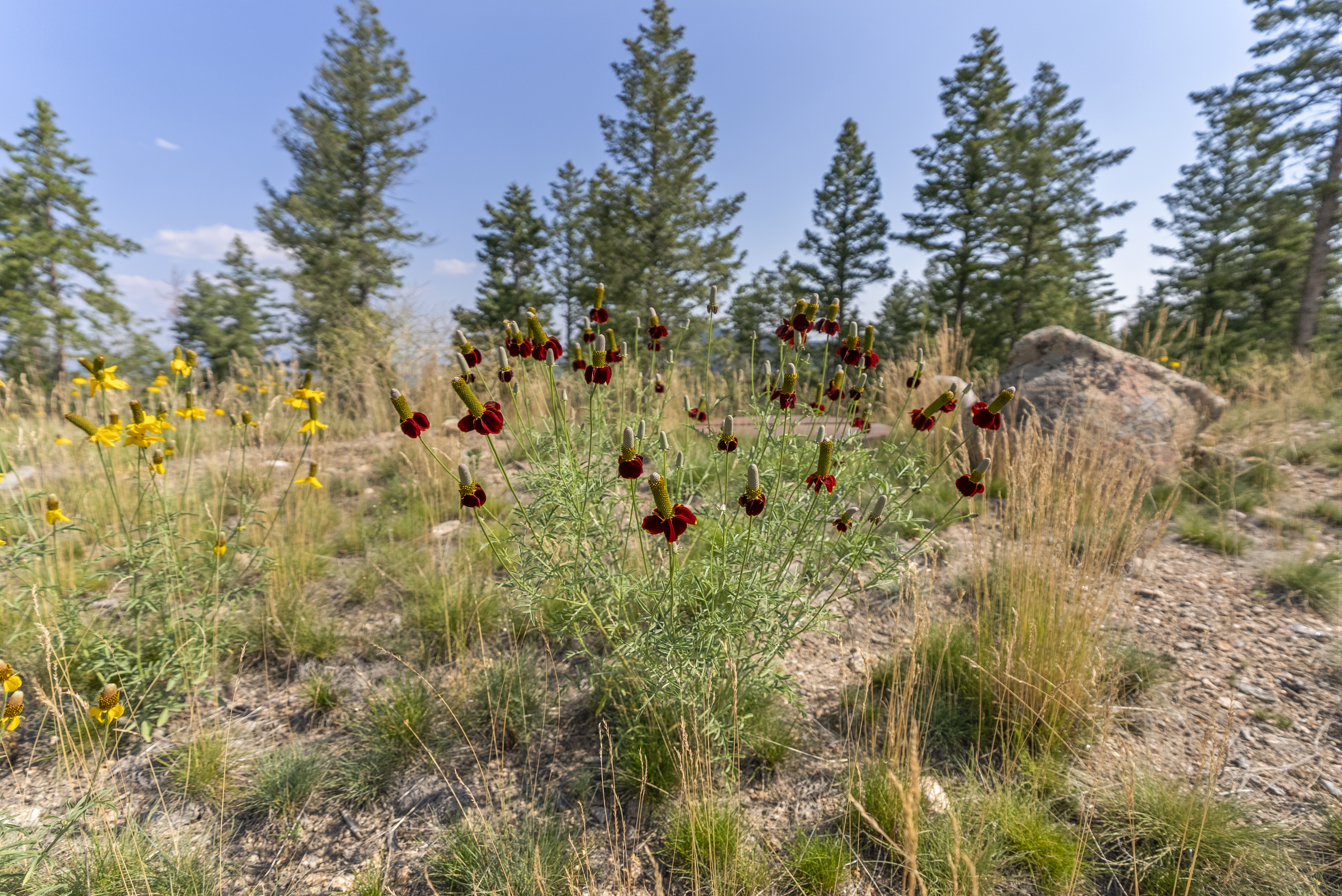  Acreage Available in Evergreen