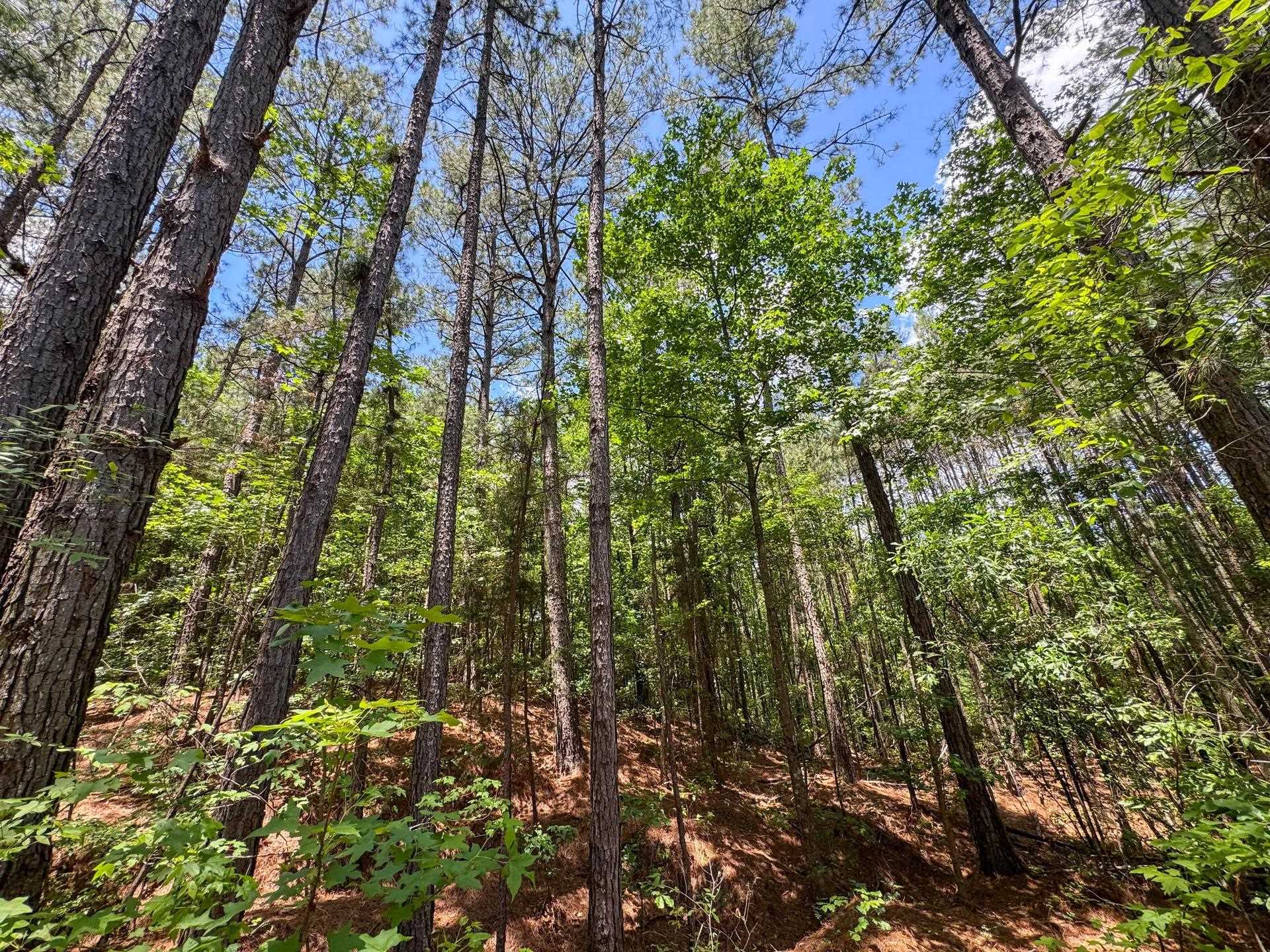 Douglassville, Texas, 75560, United States, ,Land,For Sale,2048006