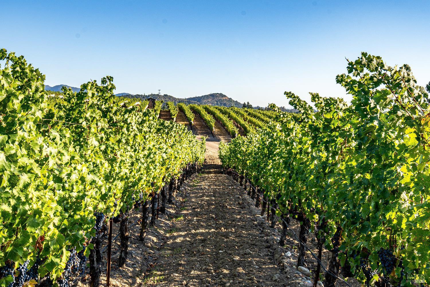 Napa, California, 94558, United States, 4 Bedrooms Bedrooms, ,6 BathroomsBathrooms,Residential,For Sale,1847246