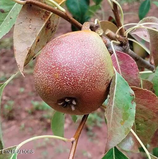 Englewood, Tennessee, 37329, United States, 2 Bedrooms Bedrooms, ,3 BathroomsBathrooms,Residential,For Sale,2002441