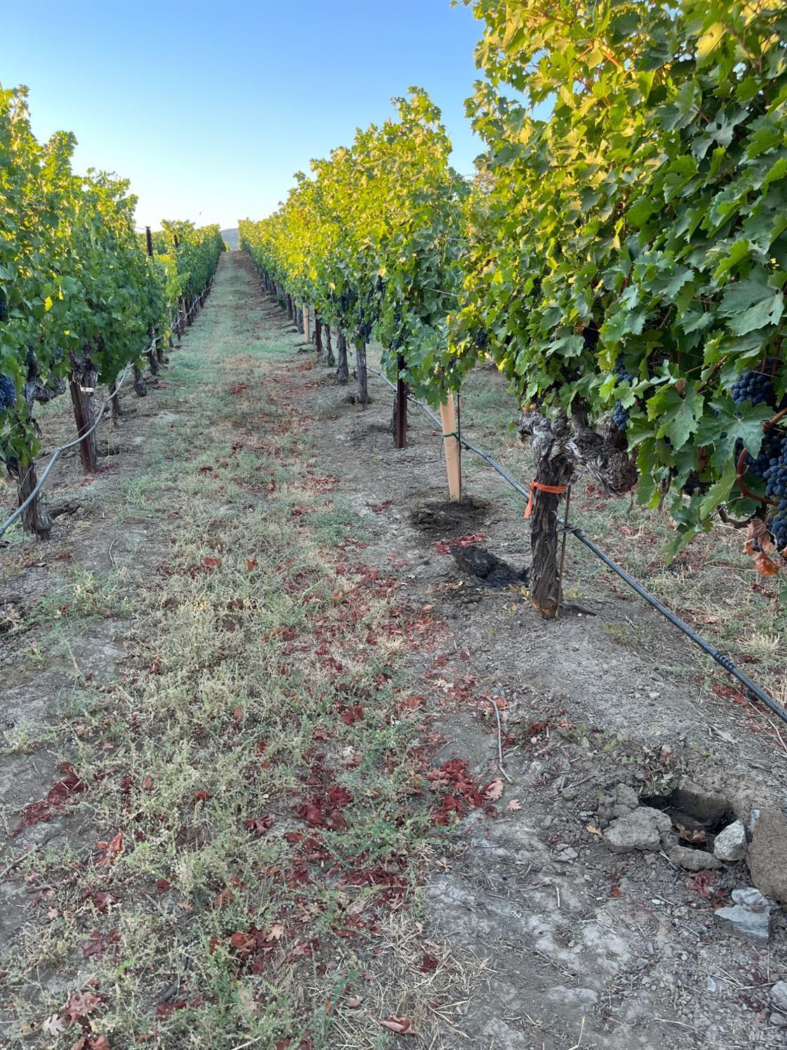 Napa, California, 94558, United States, 3 Bedrooms Bedrooms, ,3 BathroomsBathrooms,Residential,For Sale,1991897