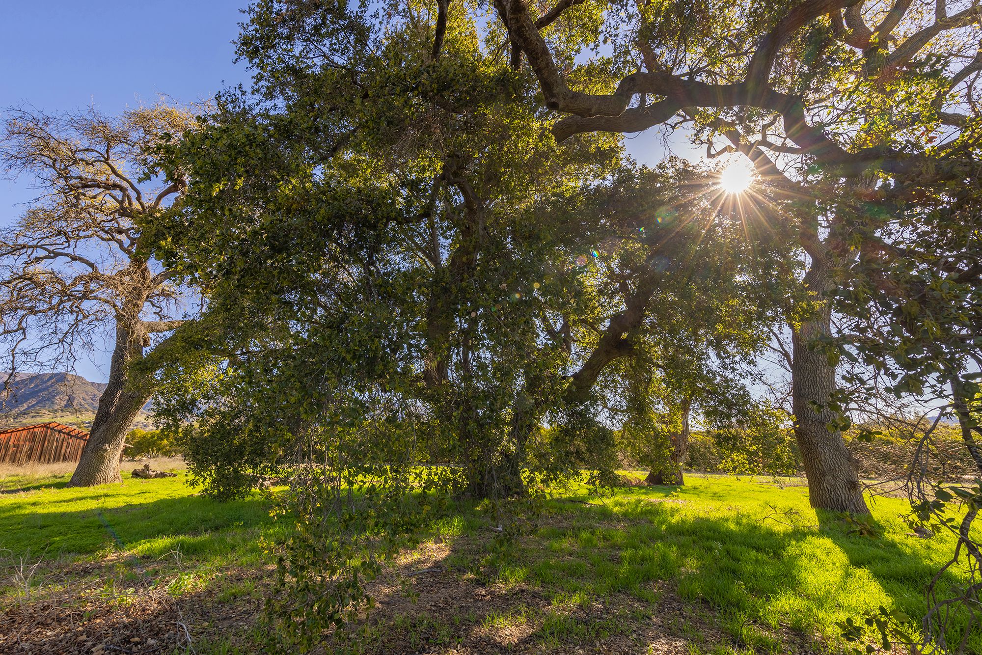  1201 Grand Avenue, Ojai, CA 93023 - 物件實景
