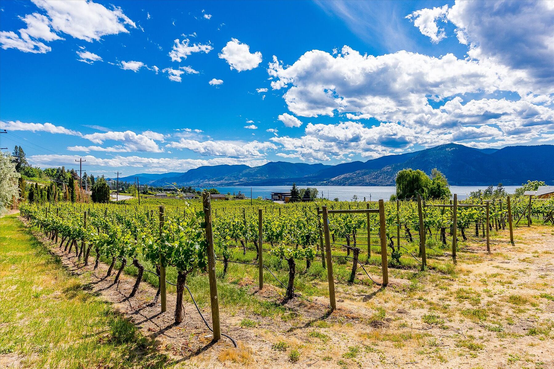 Multiple Homes on a Vineyard - 物件實景
