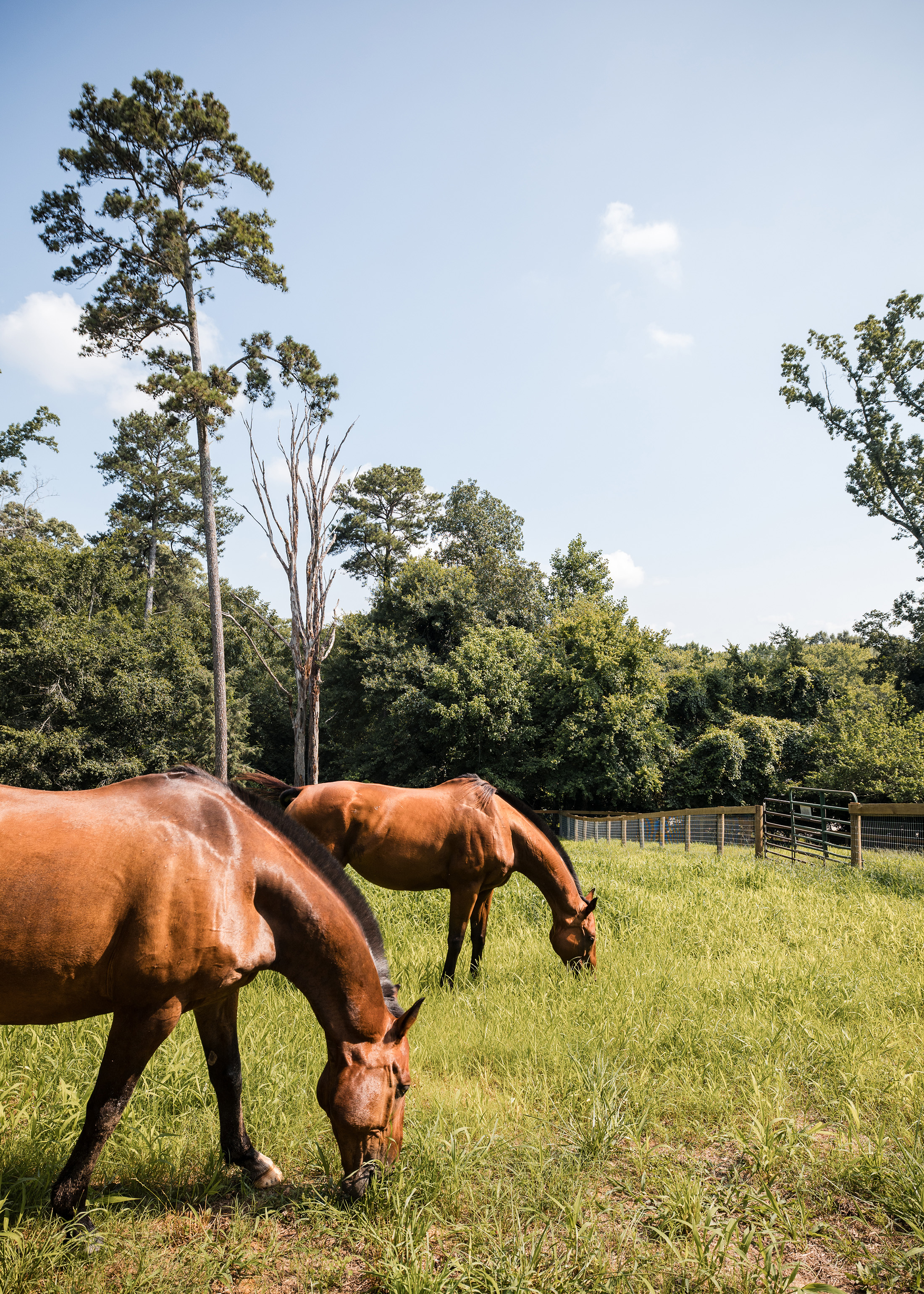  Rare Equestrian Facility with Prestigious Address - 物件實景