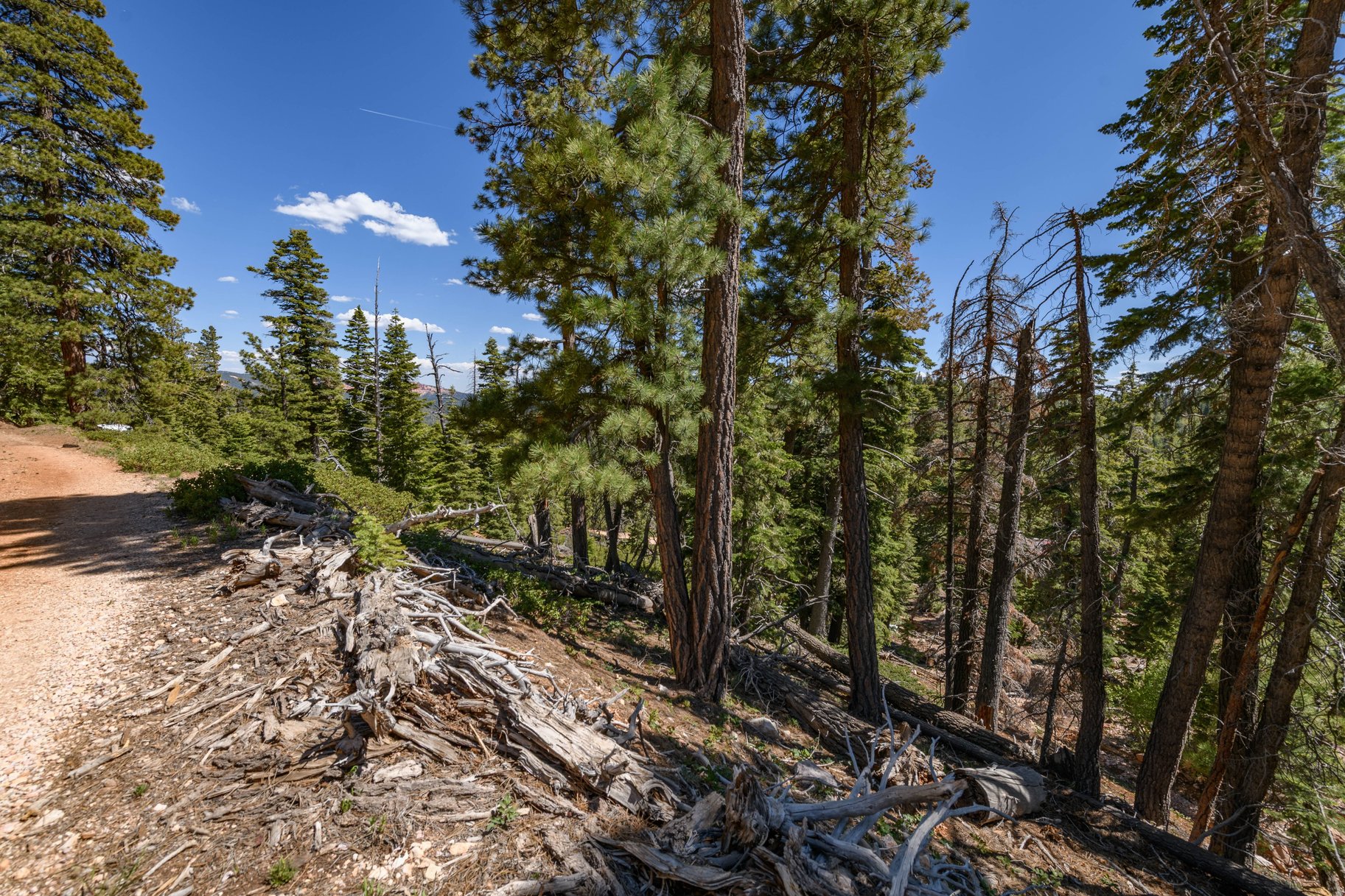  Quiet Mountain Retreat Near Navajo Lake - 物件實景