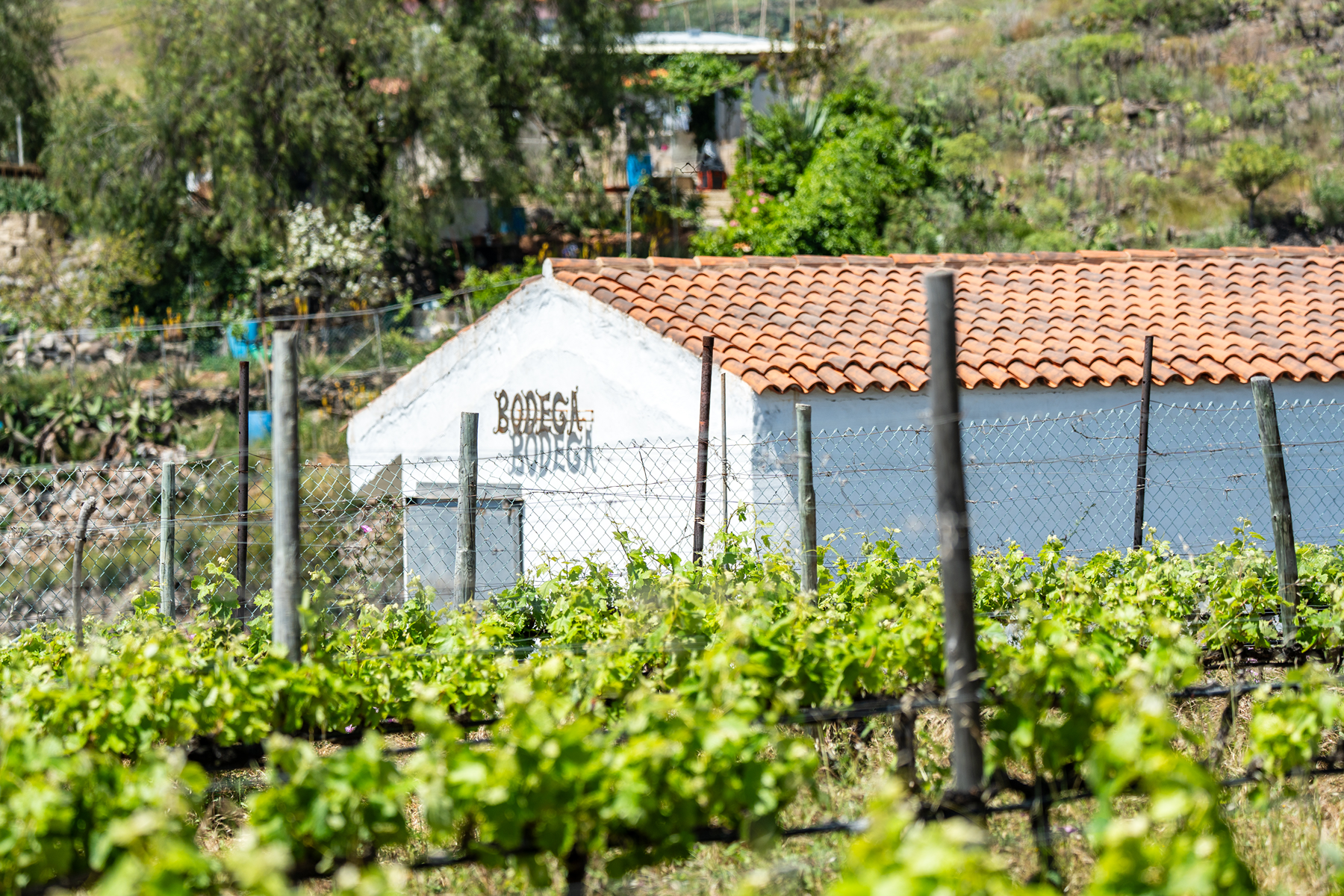  Traditional Agricultural Estate with Winery in Tenerife South - 物件實景