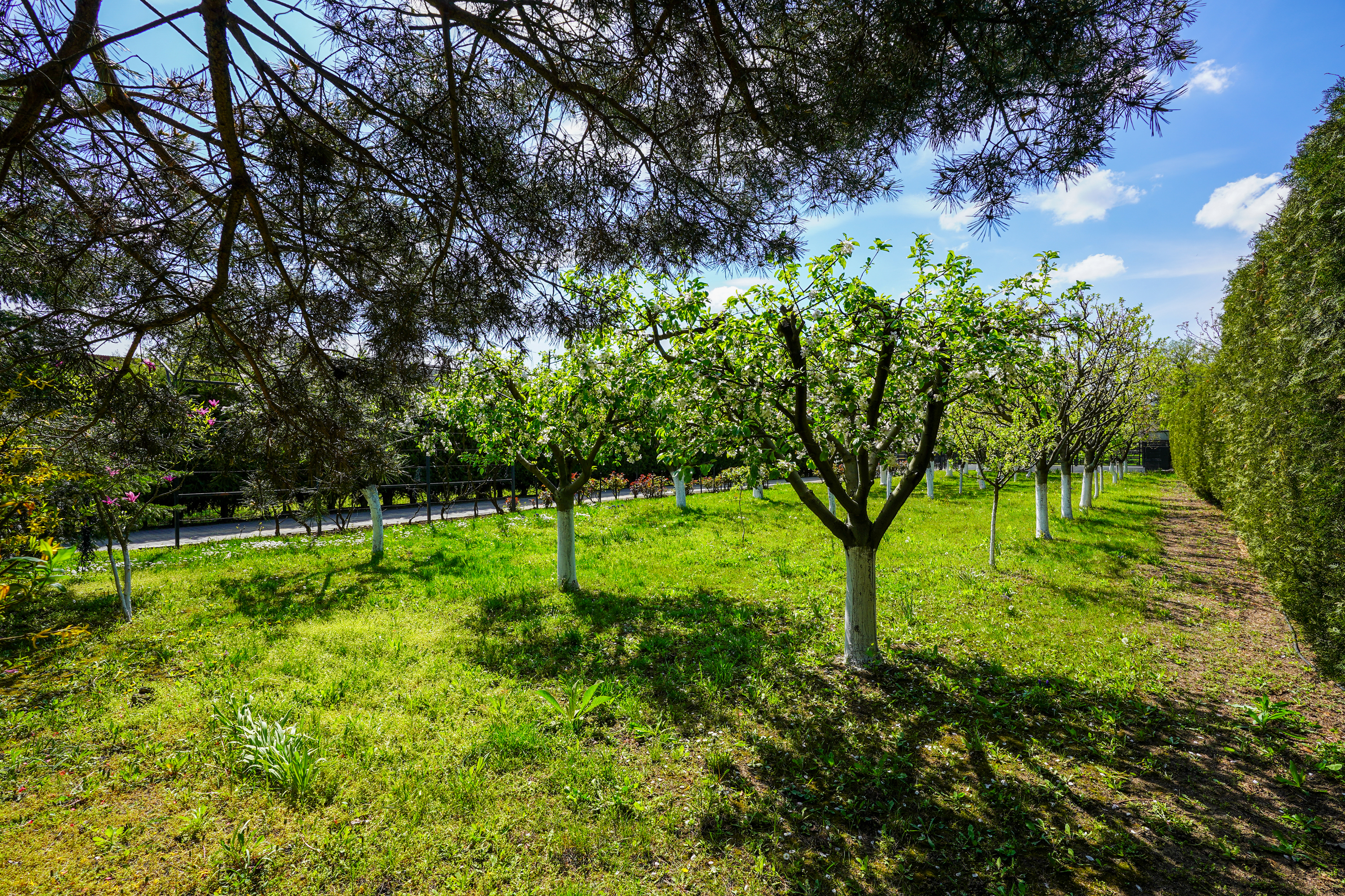  Luxury Villa in a Prime Educational Hub, Pipera - 物件實景