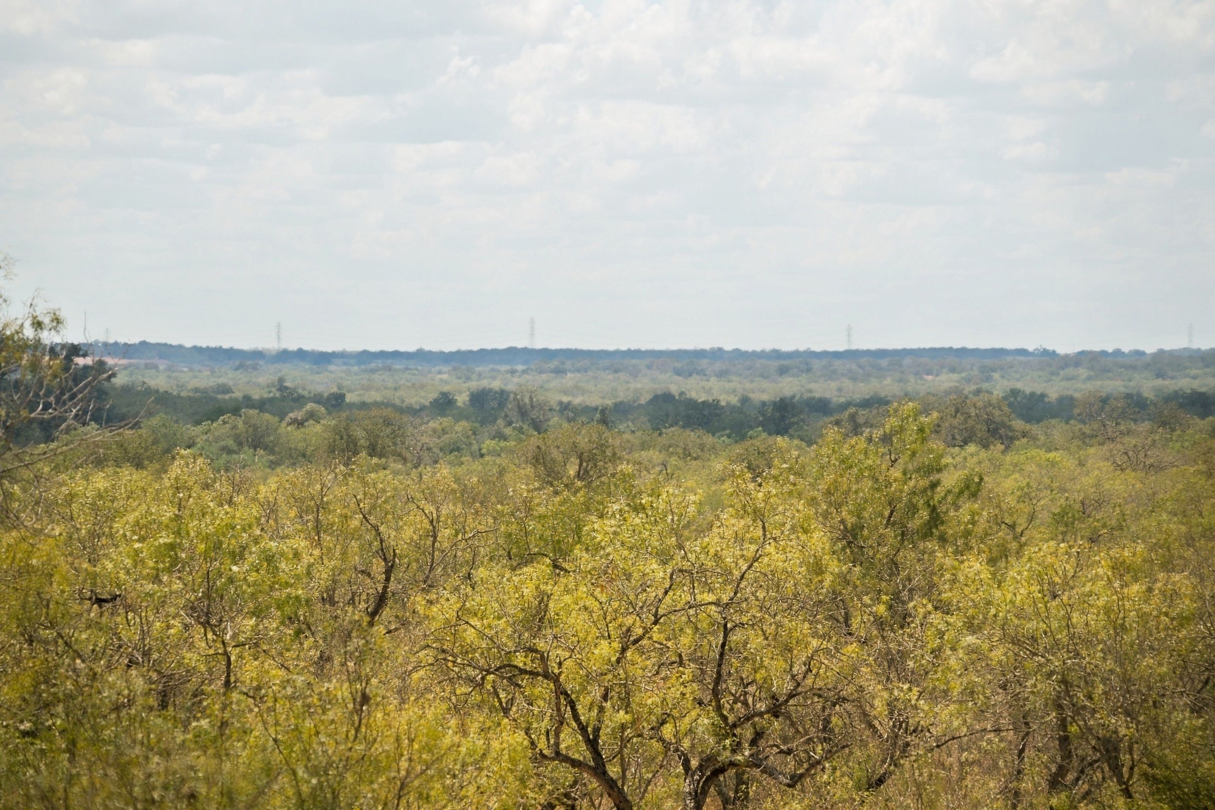  186+/- Acre Post Oak Hill Ranch - 物件實景