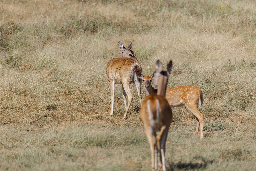 Fredericksburg, Texas, 78624, United States, ,Land,For Sale,1979796