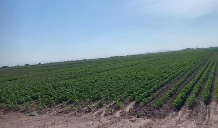 EJIDO VEGA LARGA, San Pedro, Coahuila de Zaragoza, 27945, Mexico, 1 Bedroom Bedrooms, ,Residential,For Sale,EJIDO VEGA LARGA,1501635