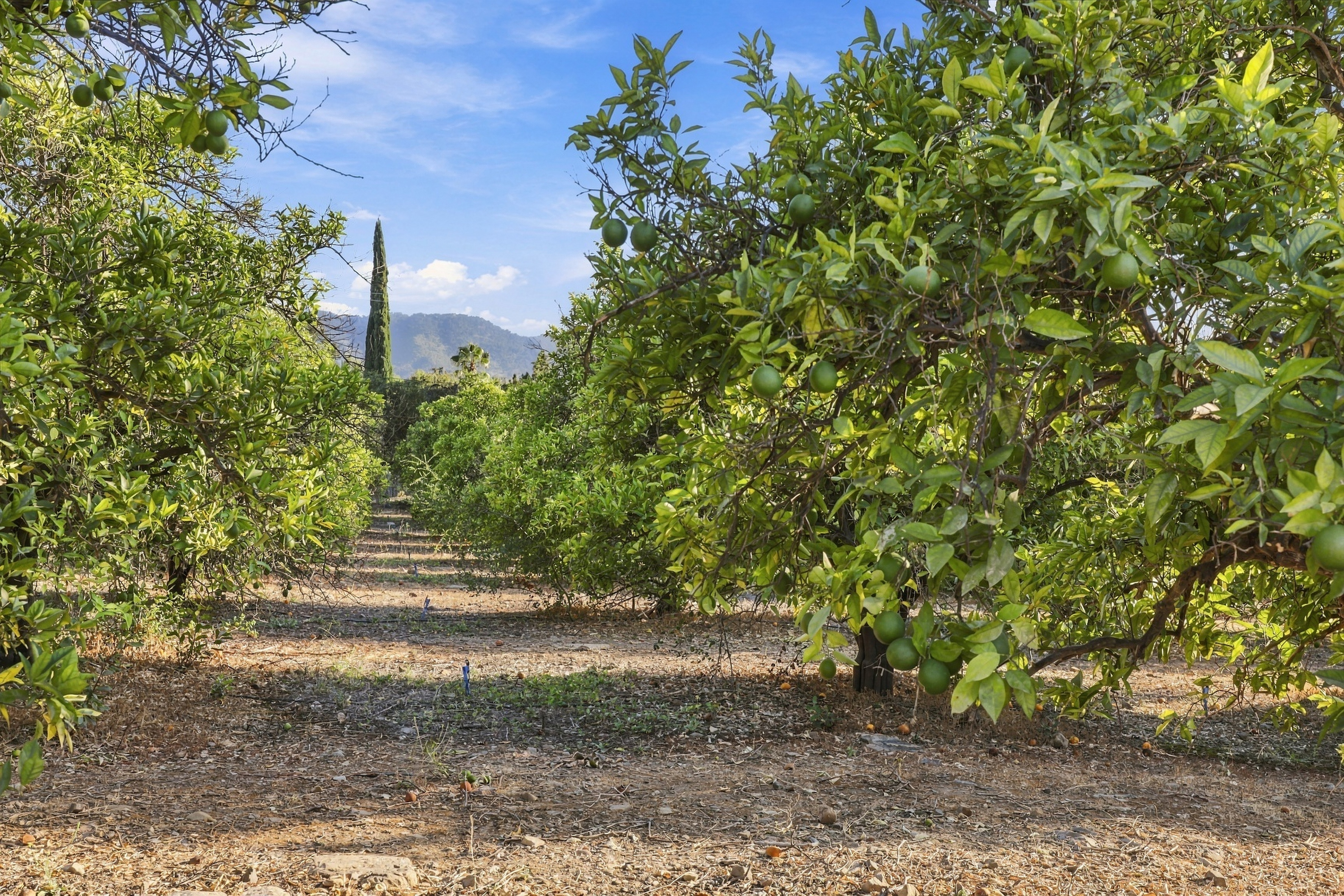  1108 McNell Road, Ojai, CA 93023 - 物件實景