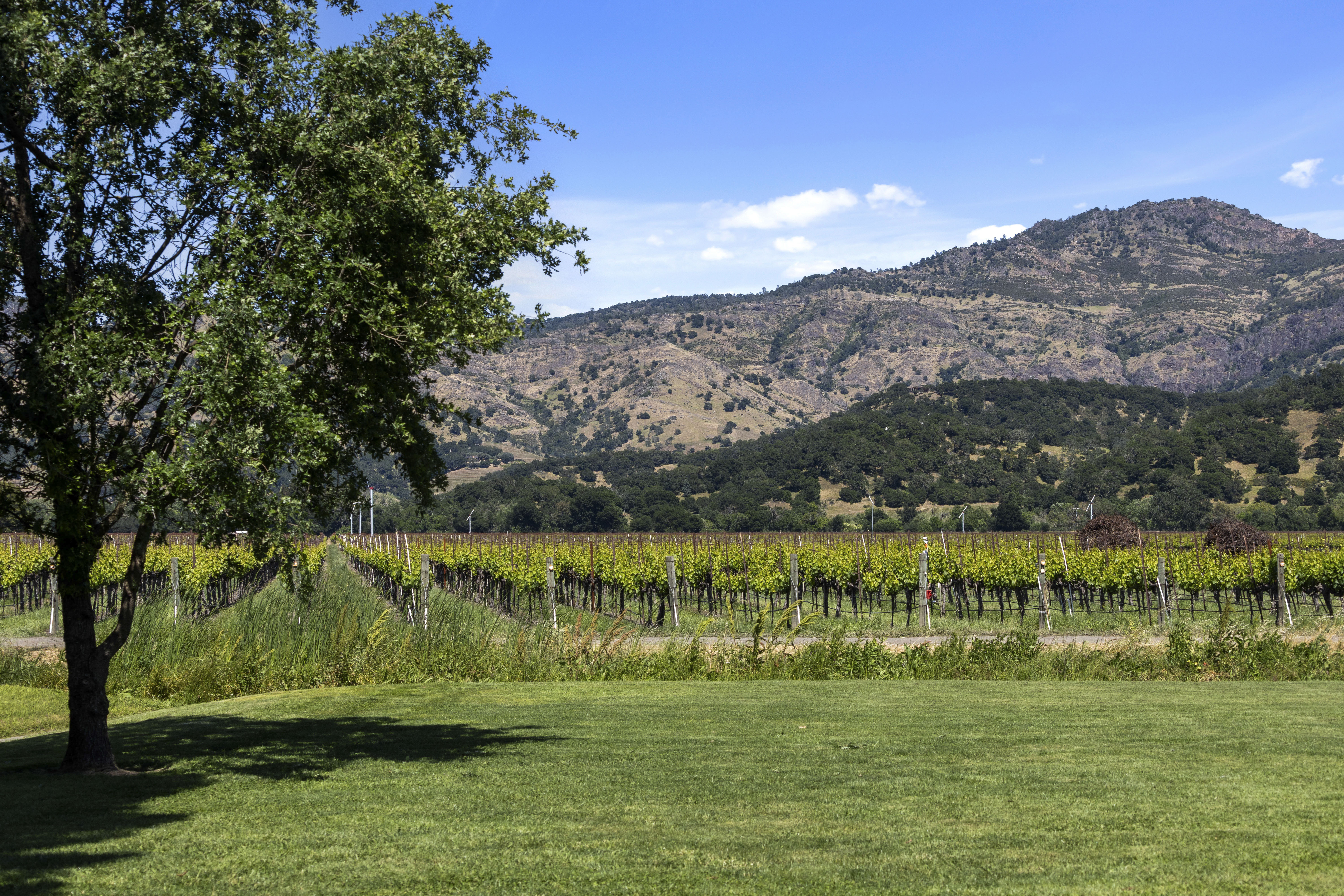  An Exceptional Wine Country Opportunity in the Heart of Yountville - 物件實景