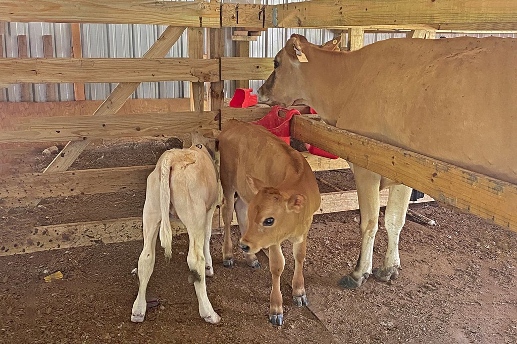 Huntington, Texas, 75949, United States, 4 Bedrooms Bedrooms, ,3 BathroomsBathrooms,Residential,For Sale,2009235