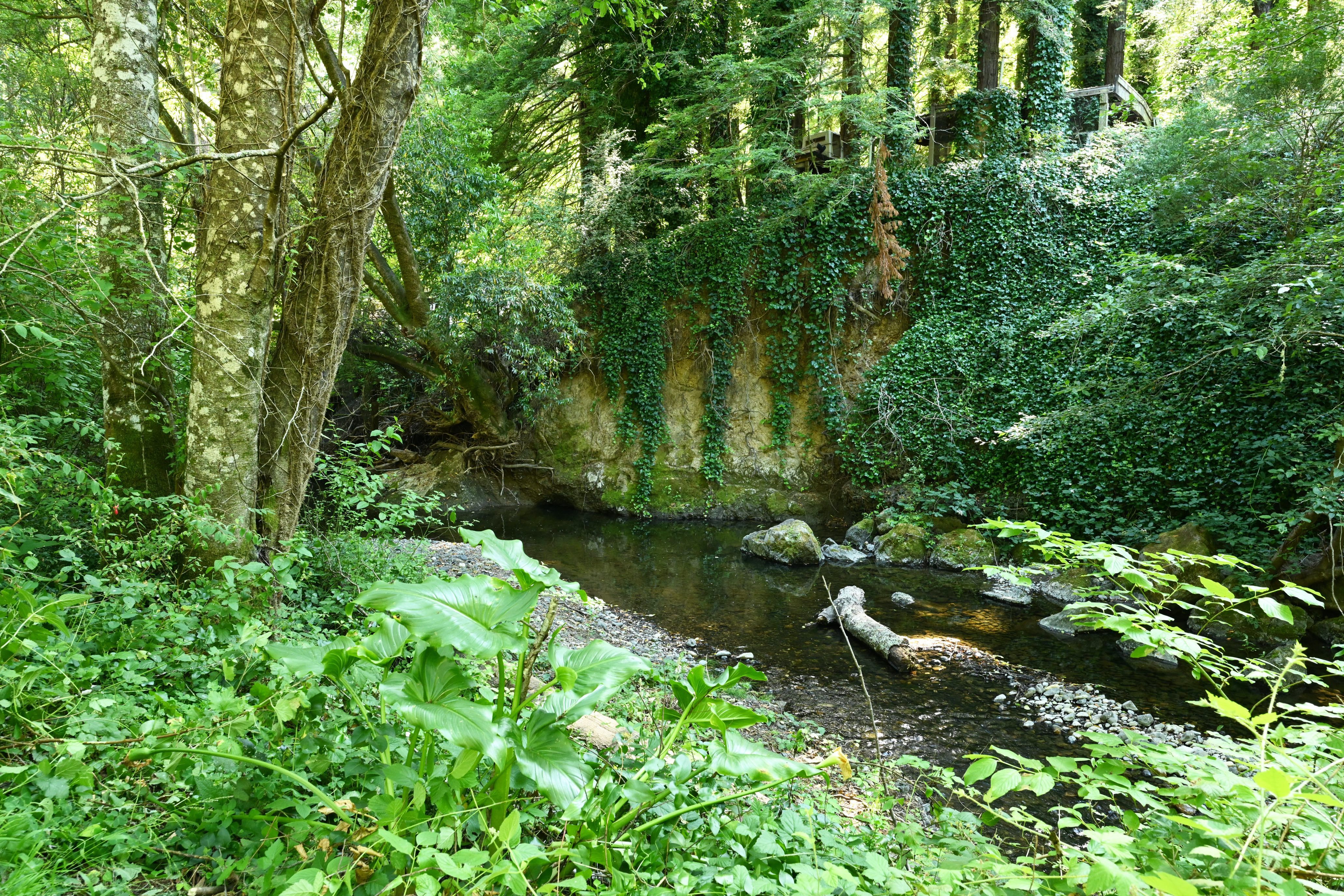  Creekside Setting and Acreage - 物件實景