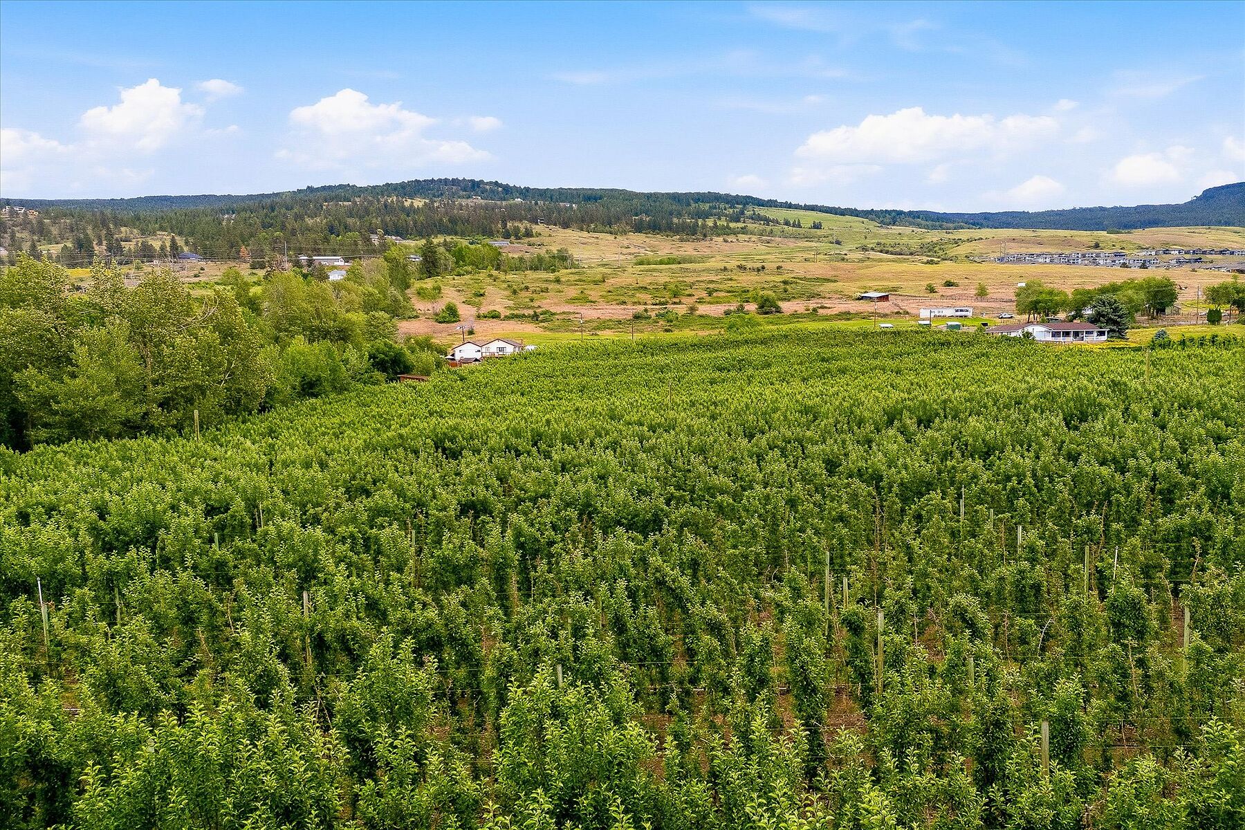  Ellison Acreage - 物件實景