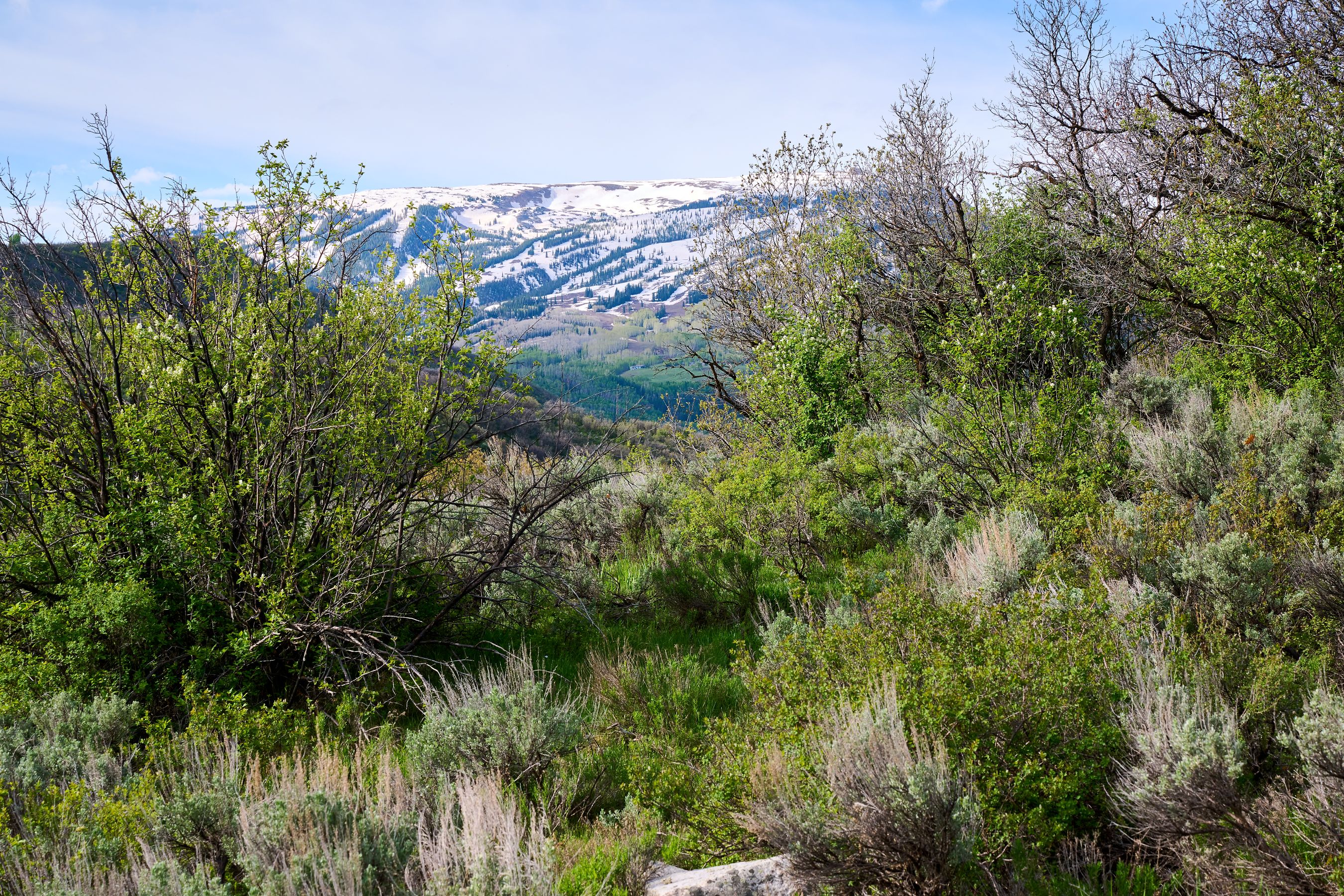  51 Shield O Road, Snowmass, CO, 81654 - 物件實景