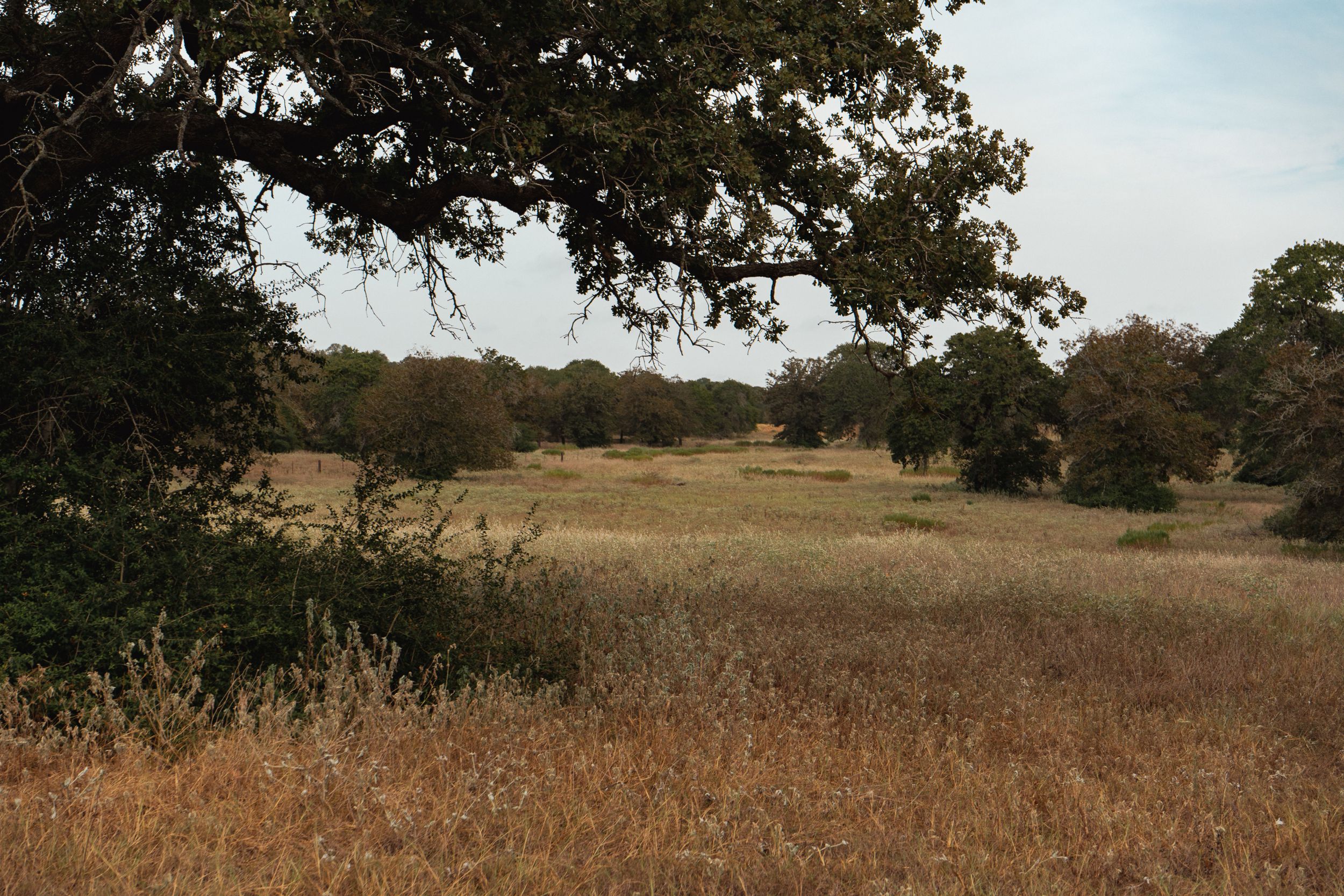  860+/- Acre PQR Ranch in Gonzales County - 物件實景