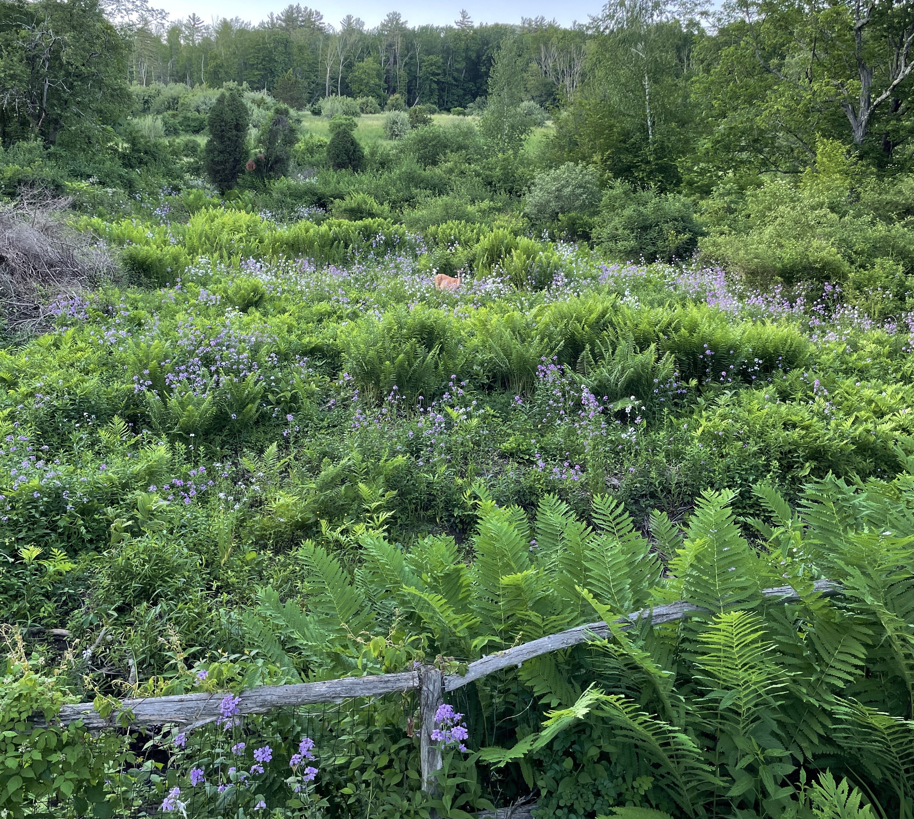  96 Wittenberg Road, Bearsville, NY, 12409 - 物件實景