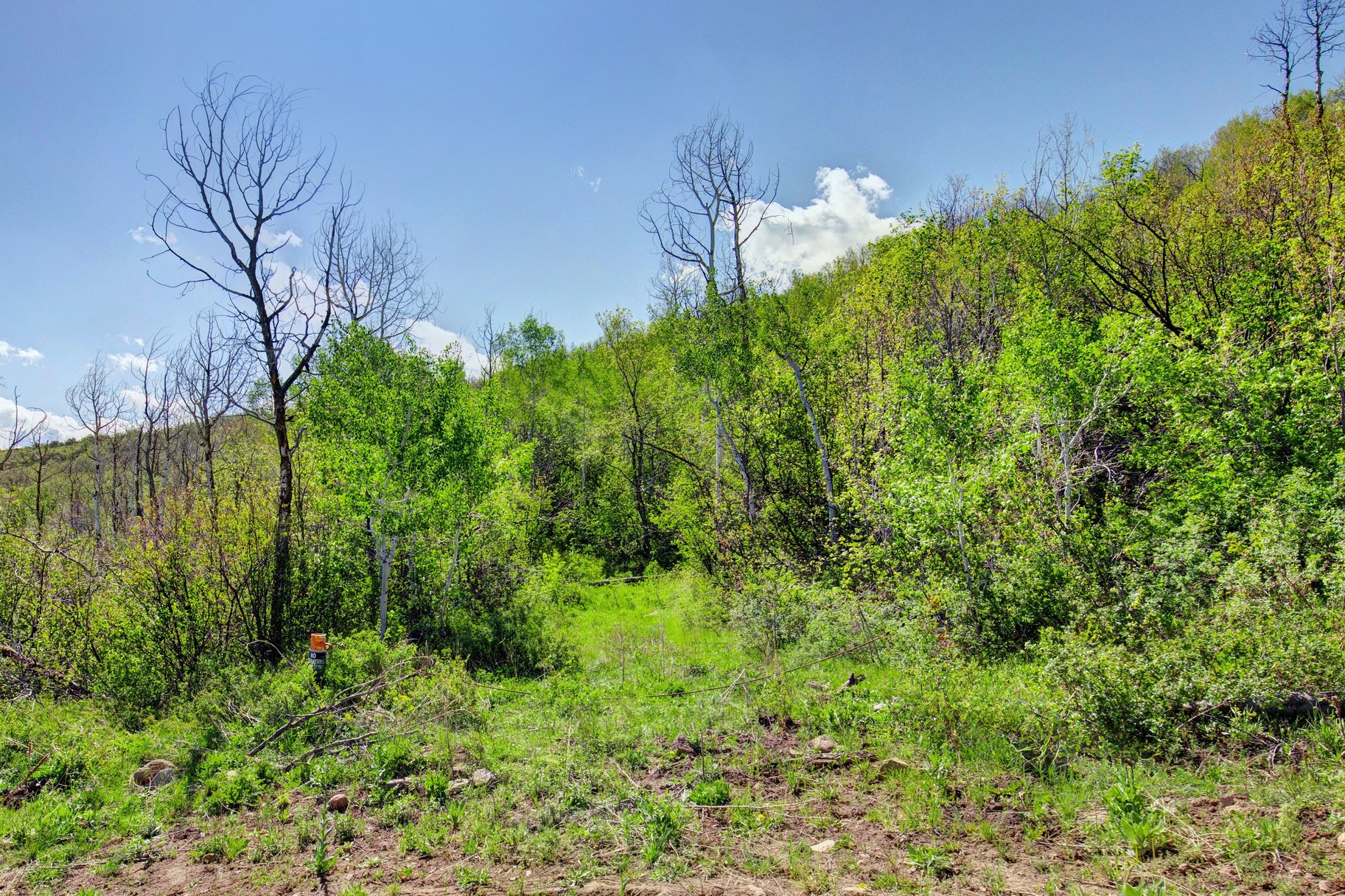  Wooded 5 acres No HOA - 物件實景