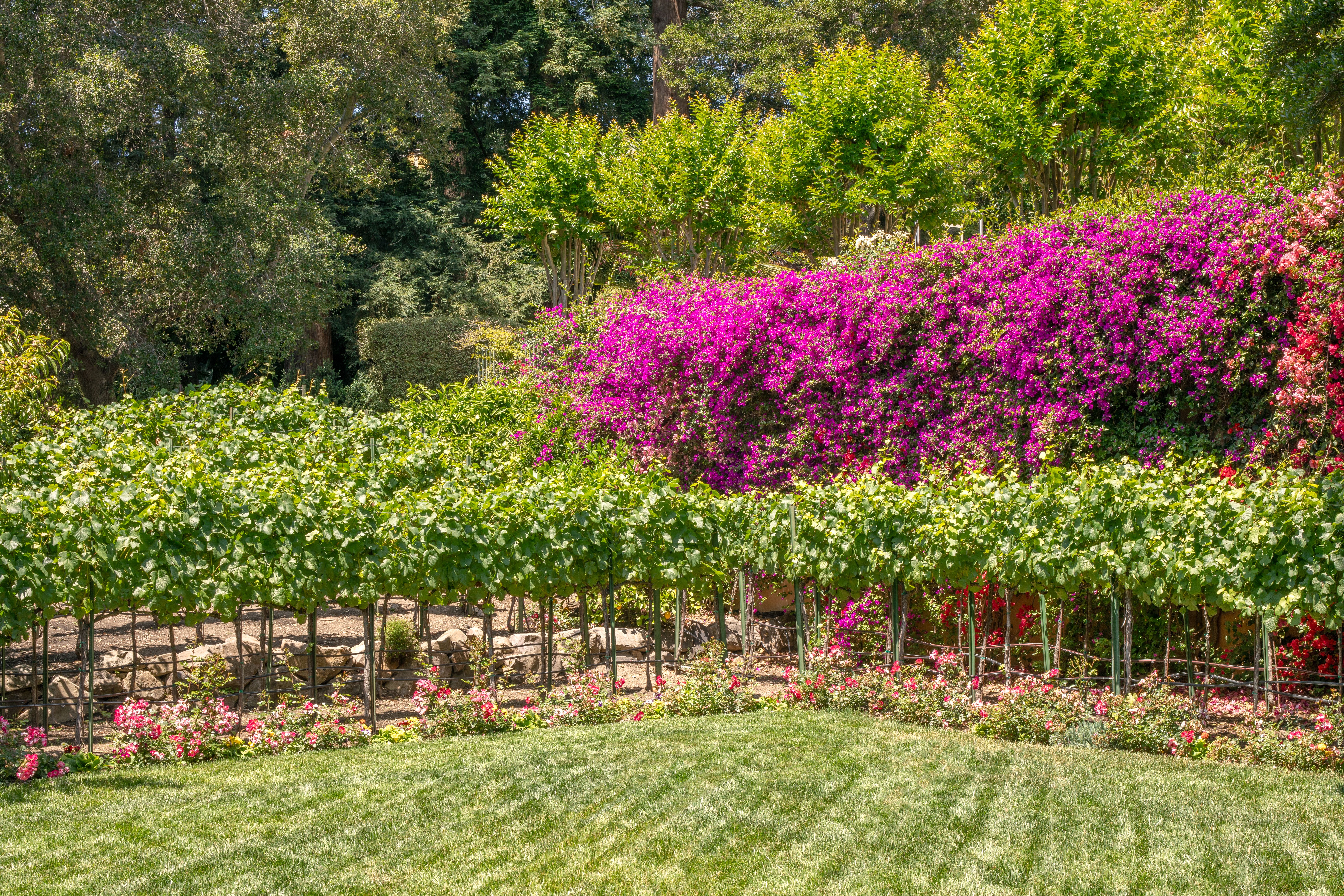  The Pinnacle of Piedmont: A Legacy Estate Without Peer - 物件實景