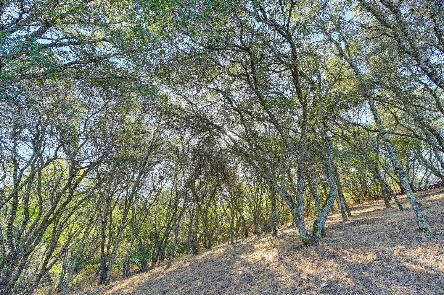 El Dorado Hills, California, 95762, United States, ,Land,For Sale,1993227