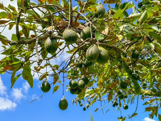 Hilo, Hawaii, 96720, United States, 3 Bedrooms Bedrooms, ,1 BathroomBathrooms,Residential,For Sale,1979942