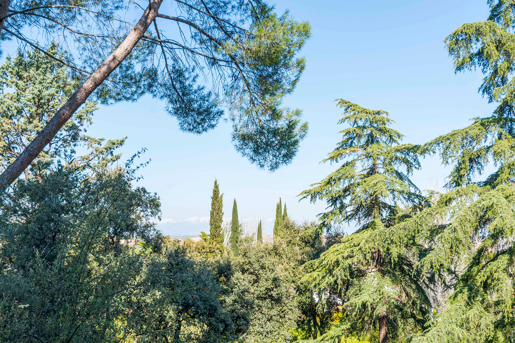  Wonderful hectare plot in La Moraleja - 物件實景