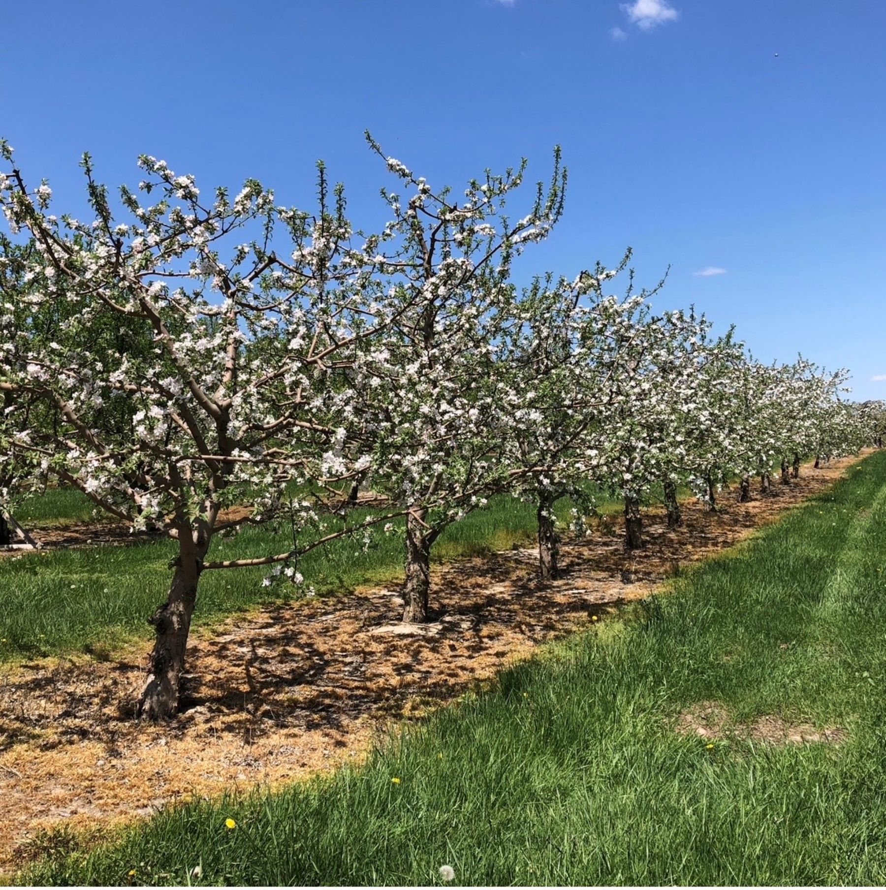  Premier Orchard & Winery with Luxurious Main House - 物件實景