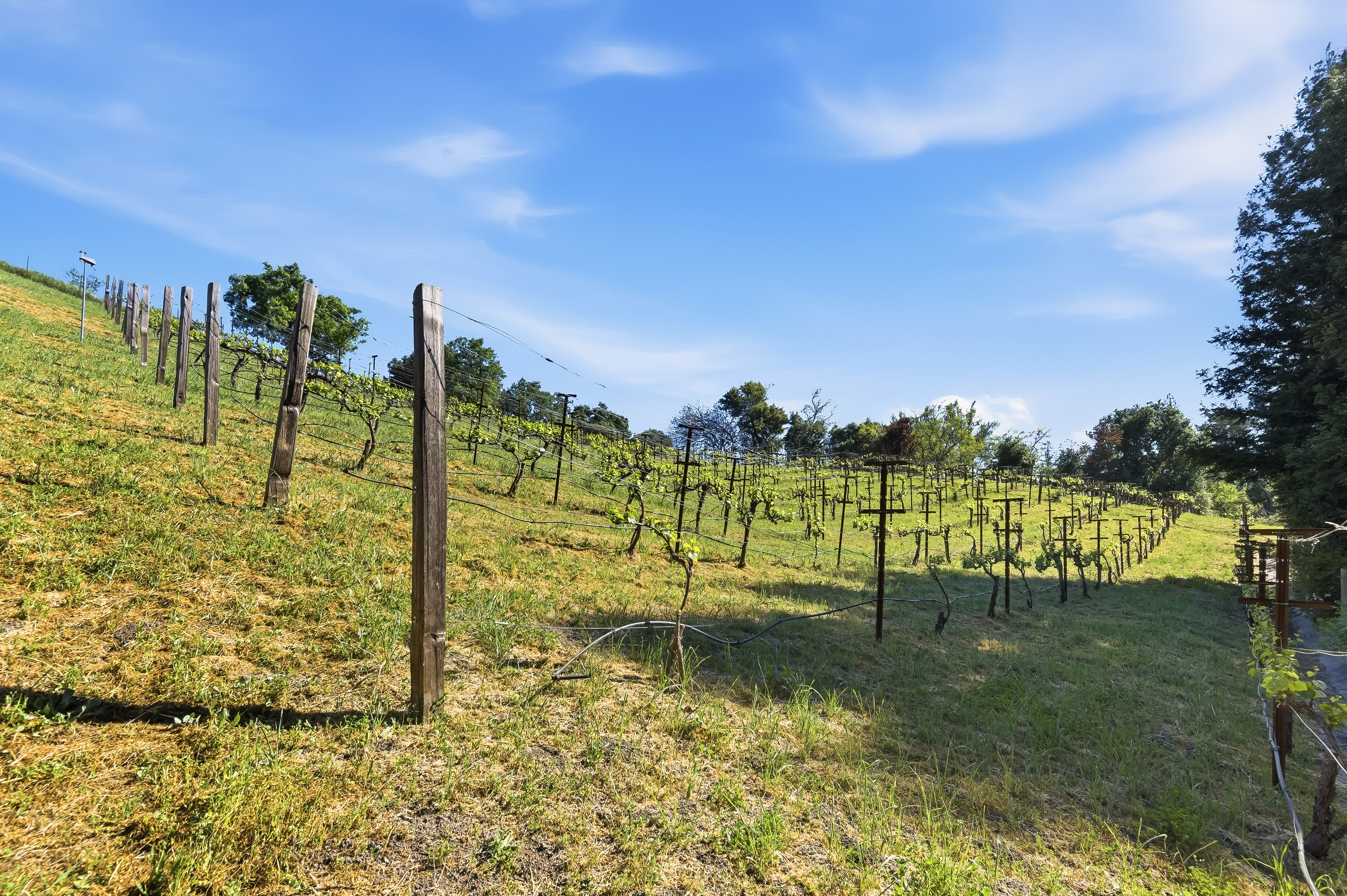  Elegant Vineyard Estate with Resort-Like Grounds - 物件實景