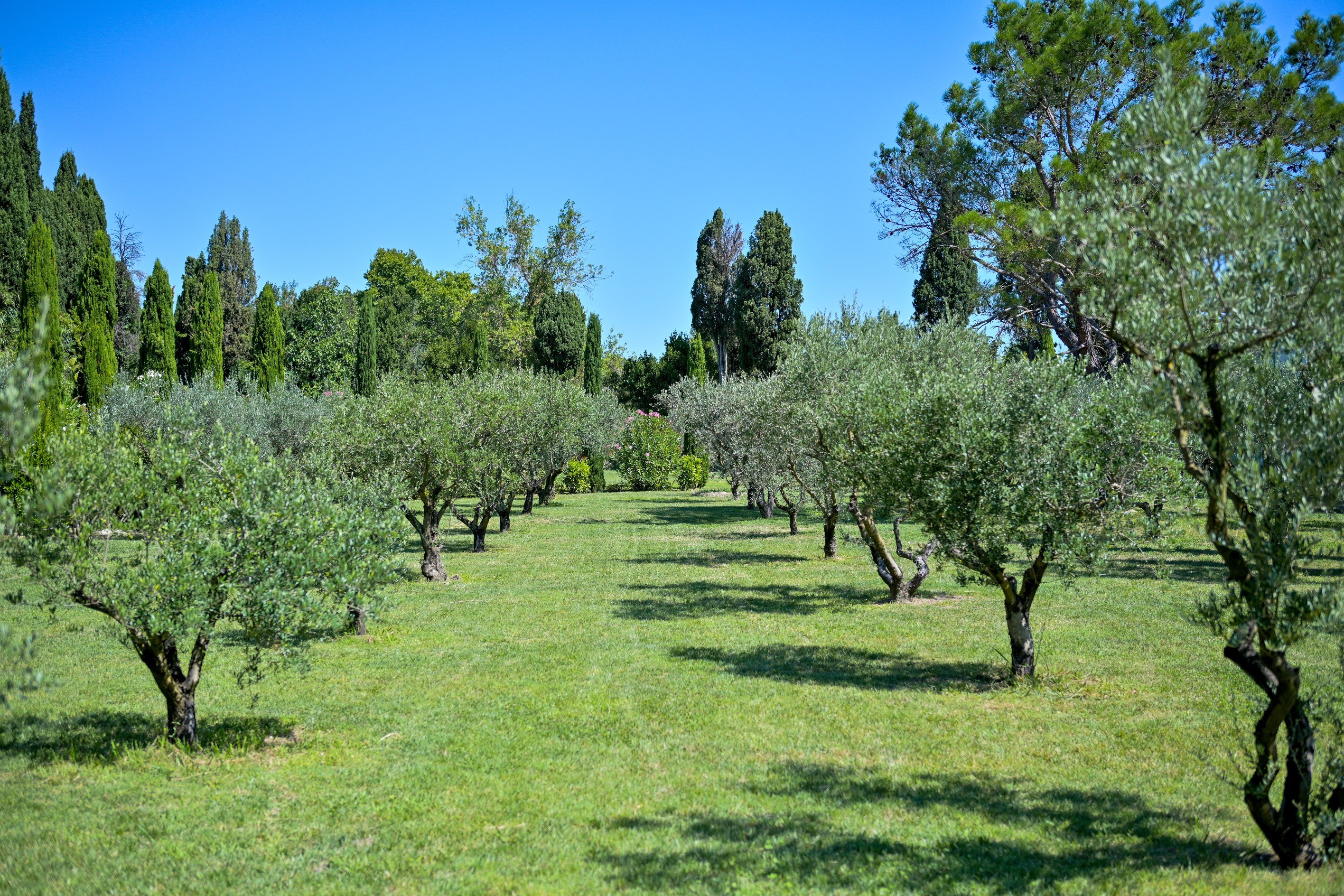  Exceptional property for sale in Saint Rémy de Provence - 物件實景