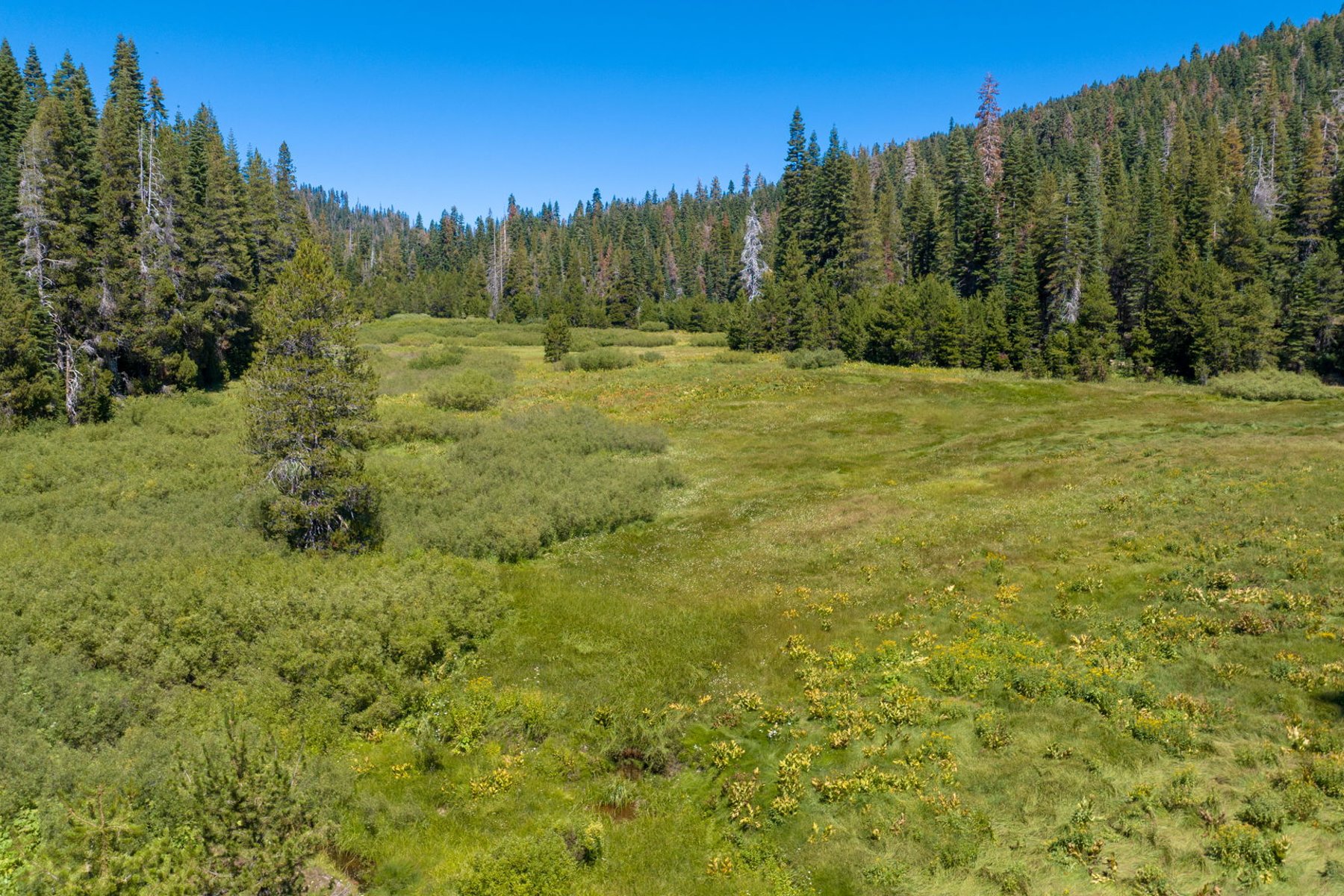  80 Acres of Pristine Land in the Middle of Plumas Eureka State Park - 物件實景