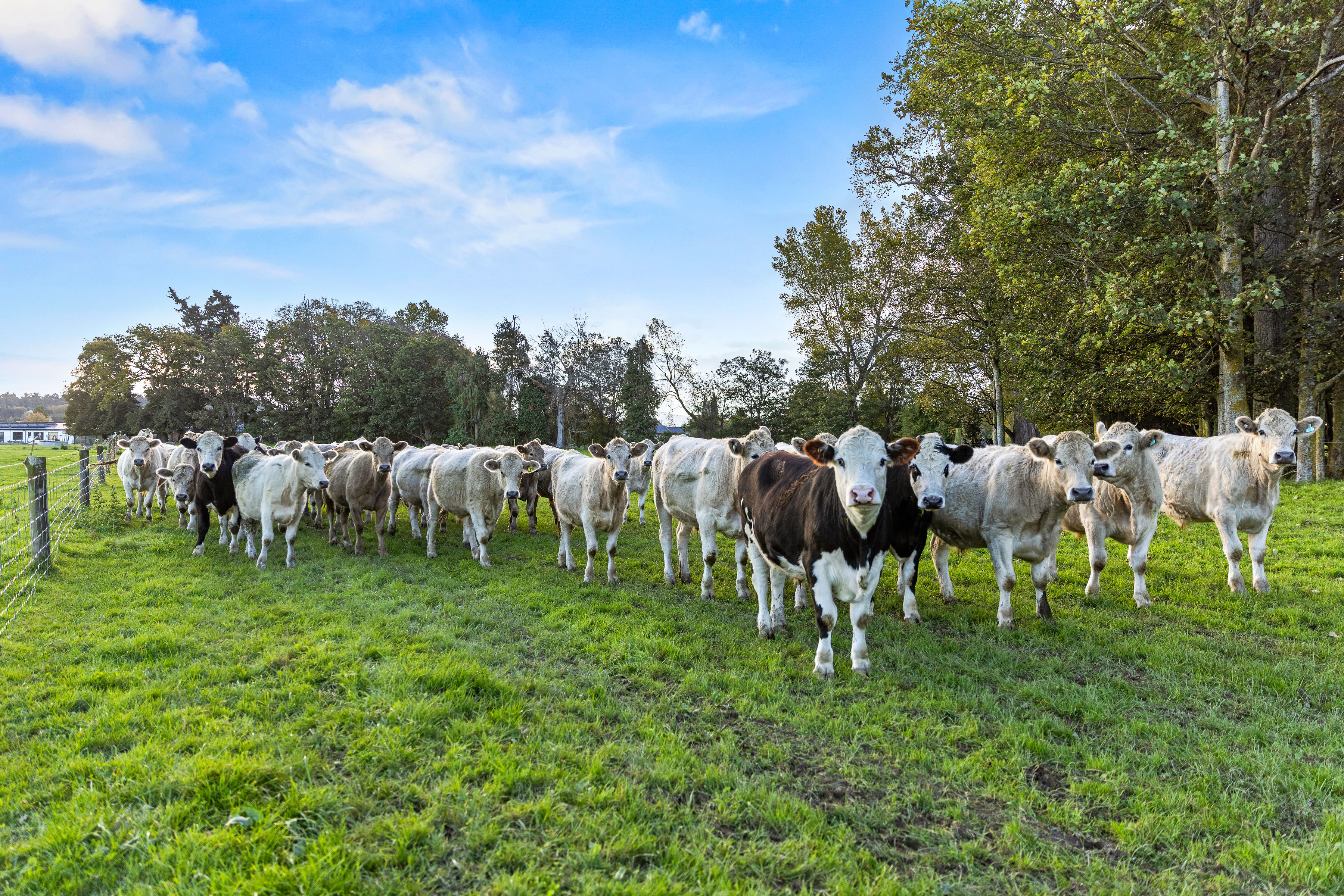  Landmark Homestead rezoned with substantial landbank - 物件實景