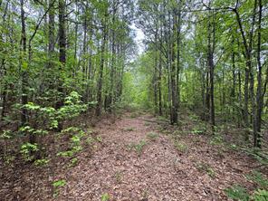 Naples, Texas, 75568, United States, ,Land,For Sale,1786234