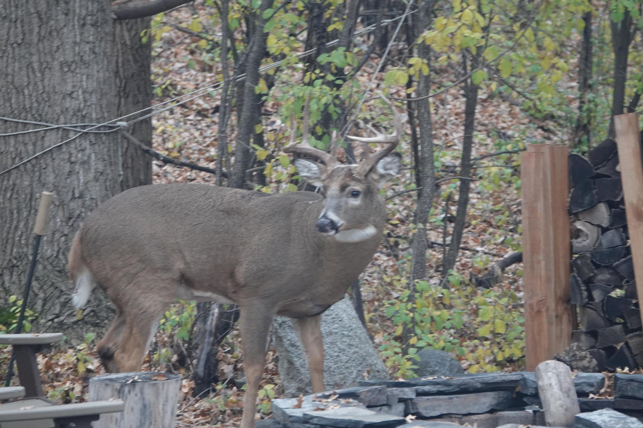 Lakeville, Minnesota, 55044, United States, 4 Bedrooms Bedrooms, ,3 BathroomsBathrooms,Residential,For Sale,1963667