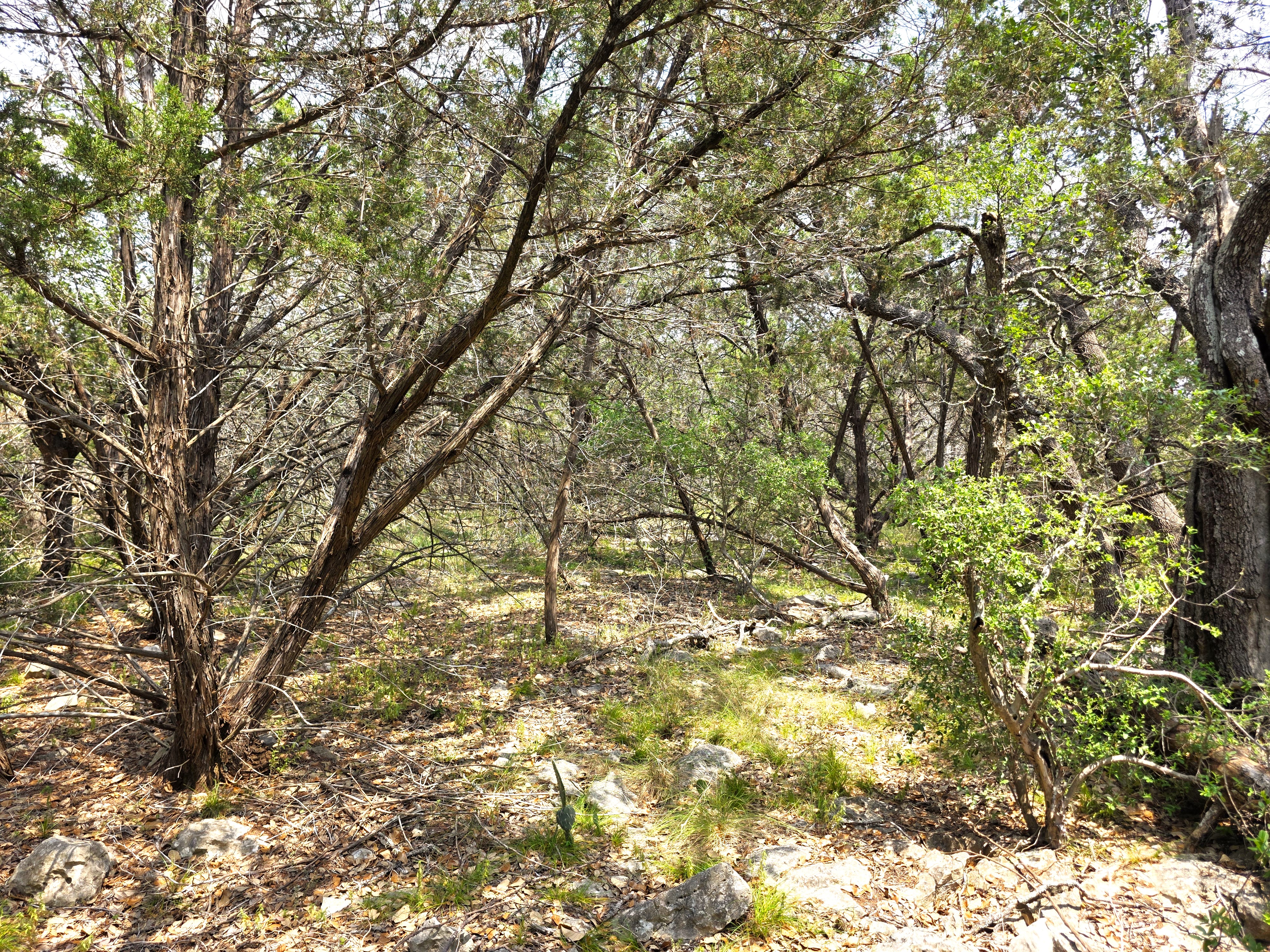 San Marcos, Texas, 78666, United States, ,Land,For Sale,1976108