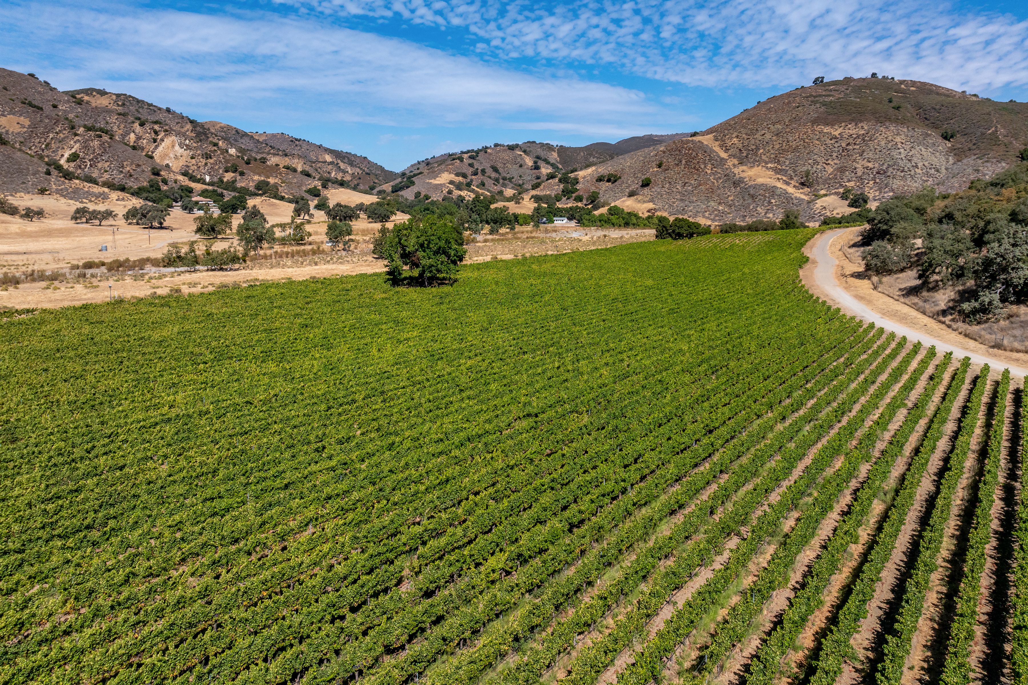  Extraordinary Vineyard Estate - 物件實景
