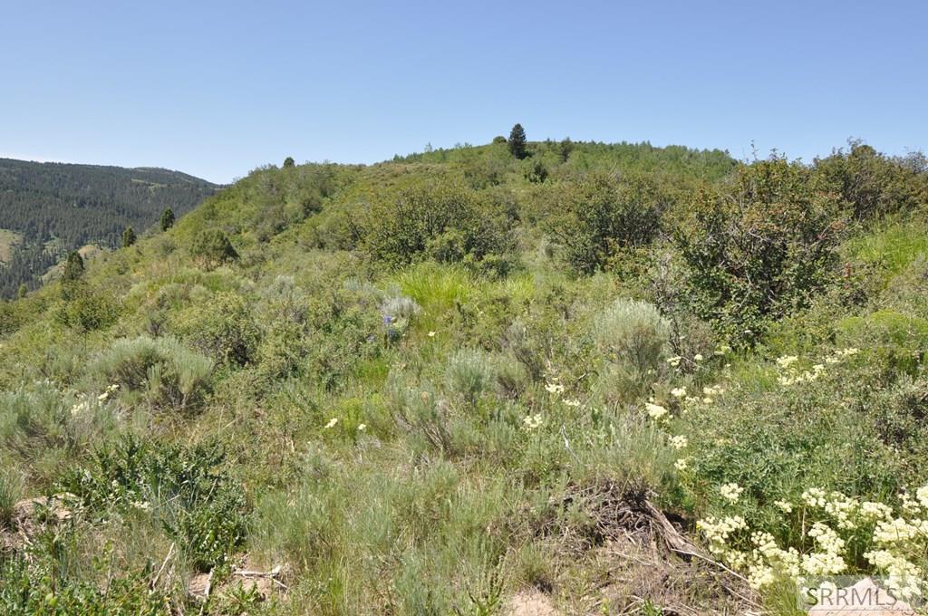 SWAN VALLEY, Idaho, 83449, United States, ,Land,For Sale,1982720