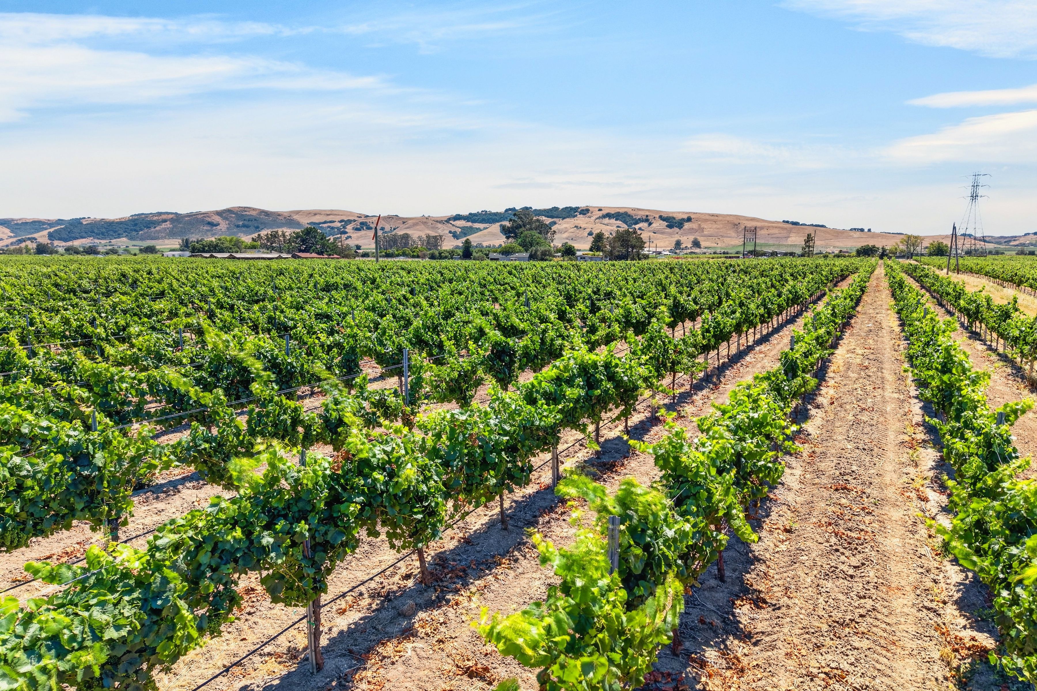  Sonoma Valley Vineyard Estate - 物件實景