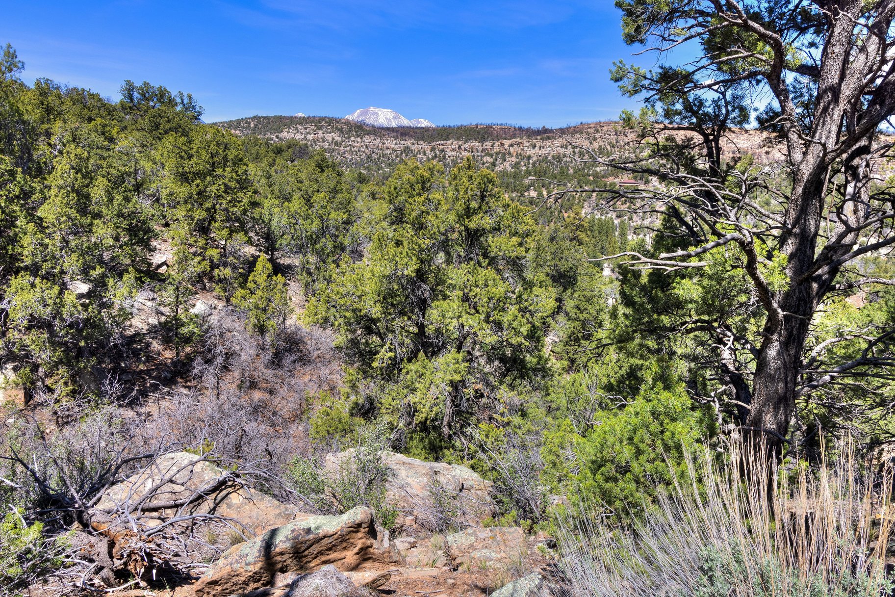  Secluded 18 Acre Wooded Lot In Old La Sal Utah - 物件實景