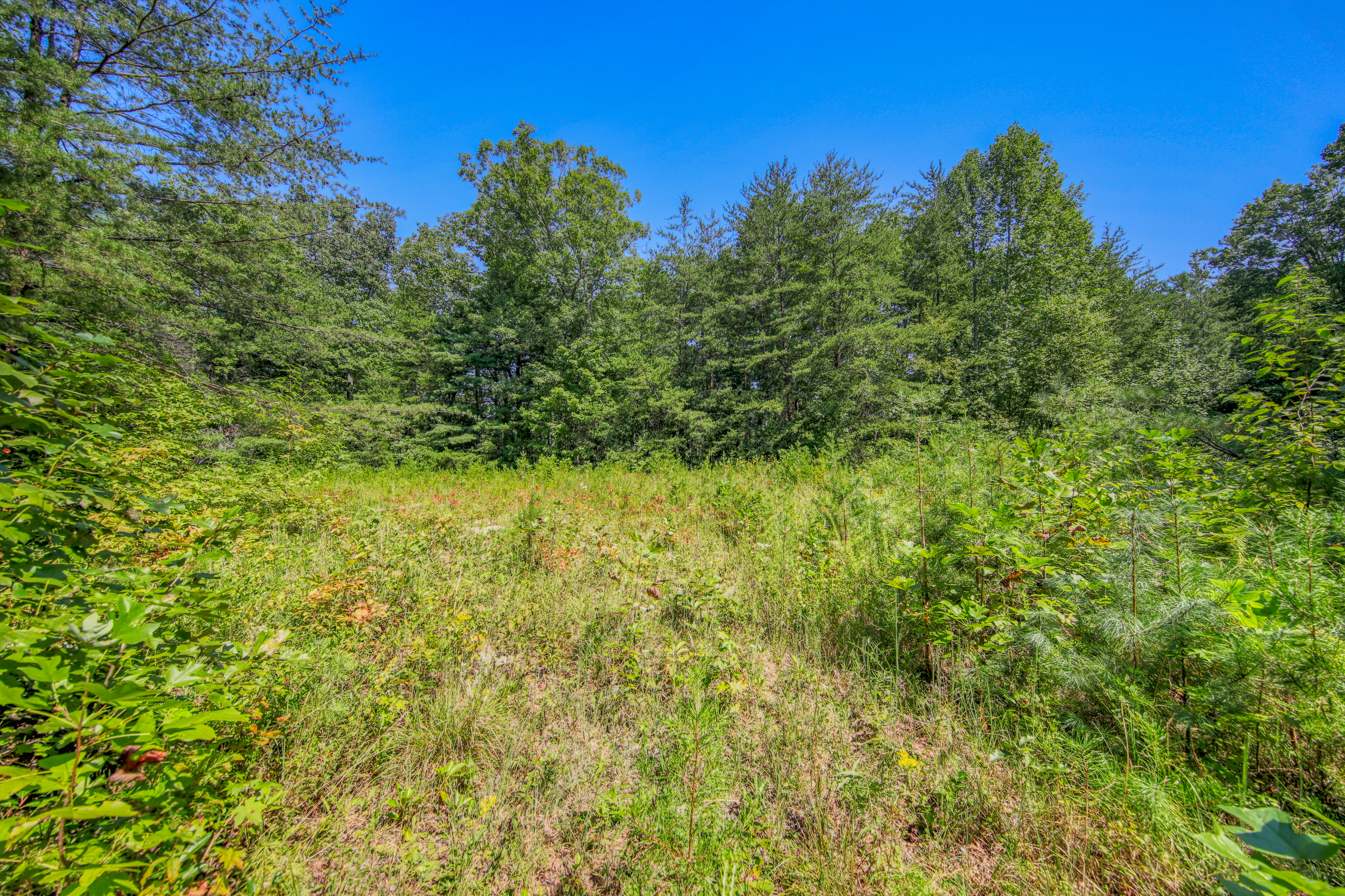  Belcher Loop, Tellico Plains, TN 37385 - 物件實景