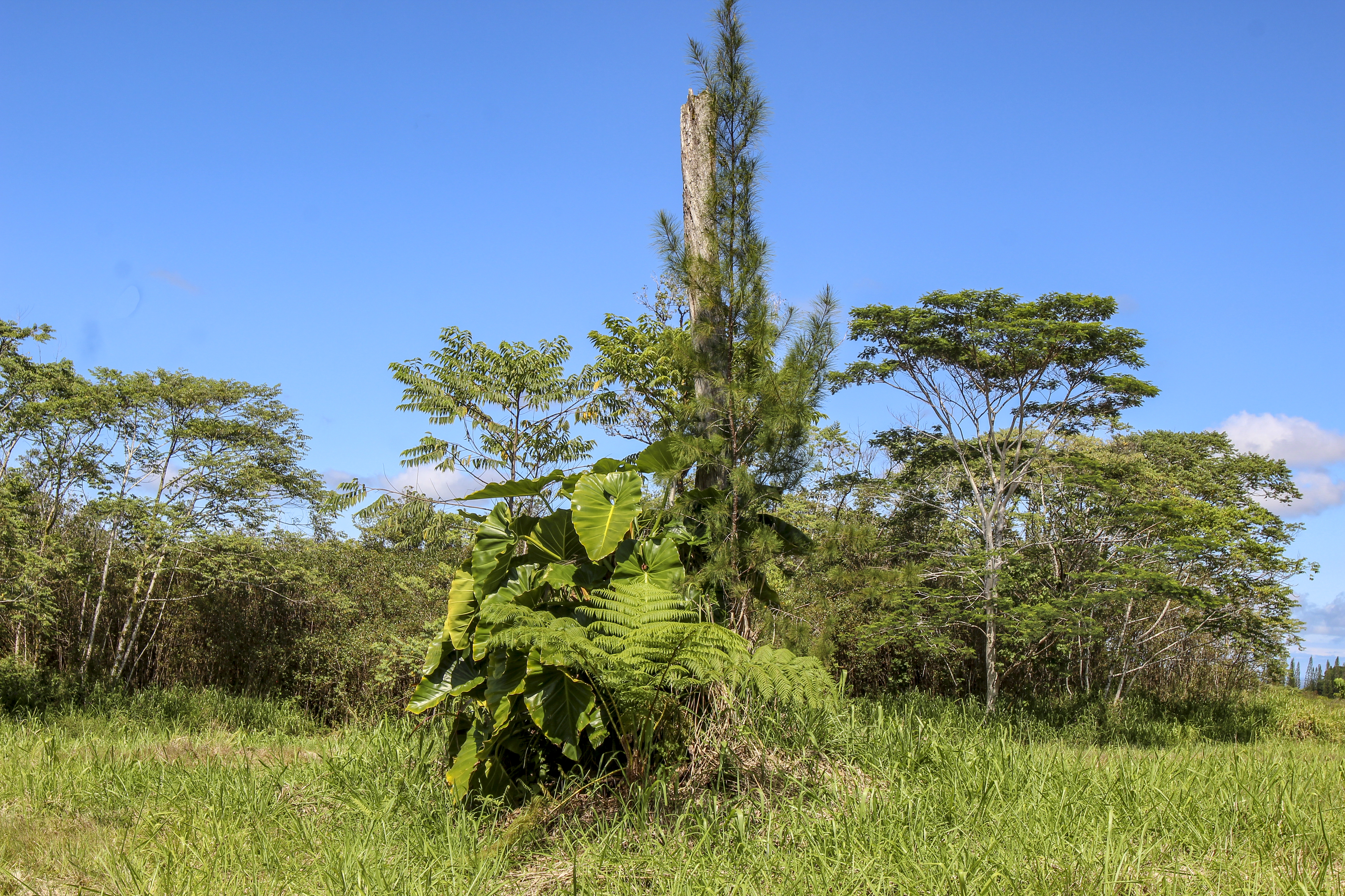  17-820 Manaolana Road, Kurtistown, HI, 96760 - 物件實景