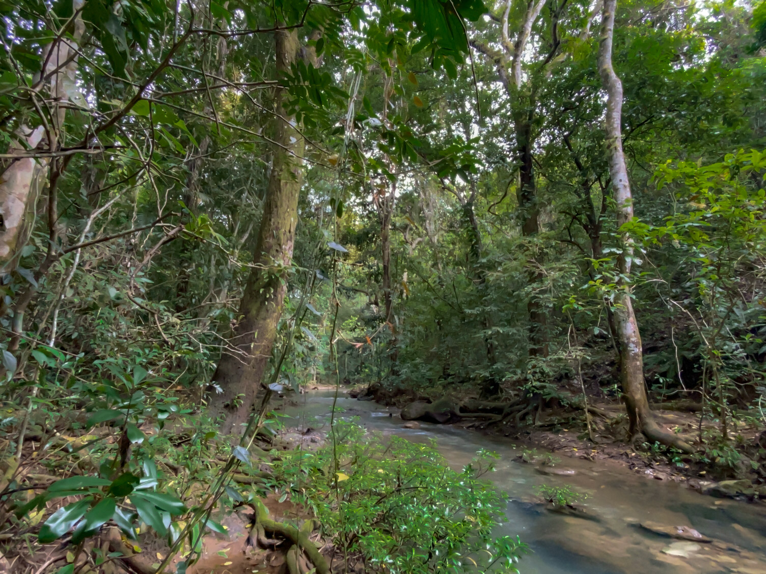 Las Delicias, Delicias, Puntarenas, CR, ,Land,For Sale,Las Delicias,1613556