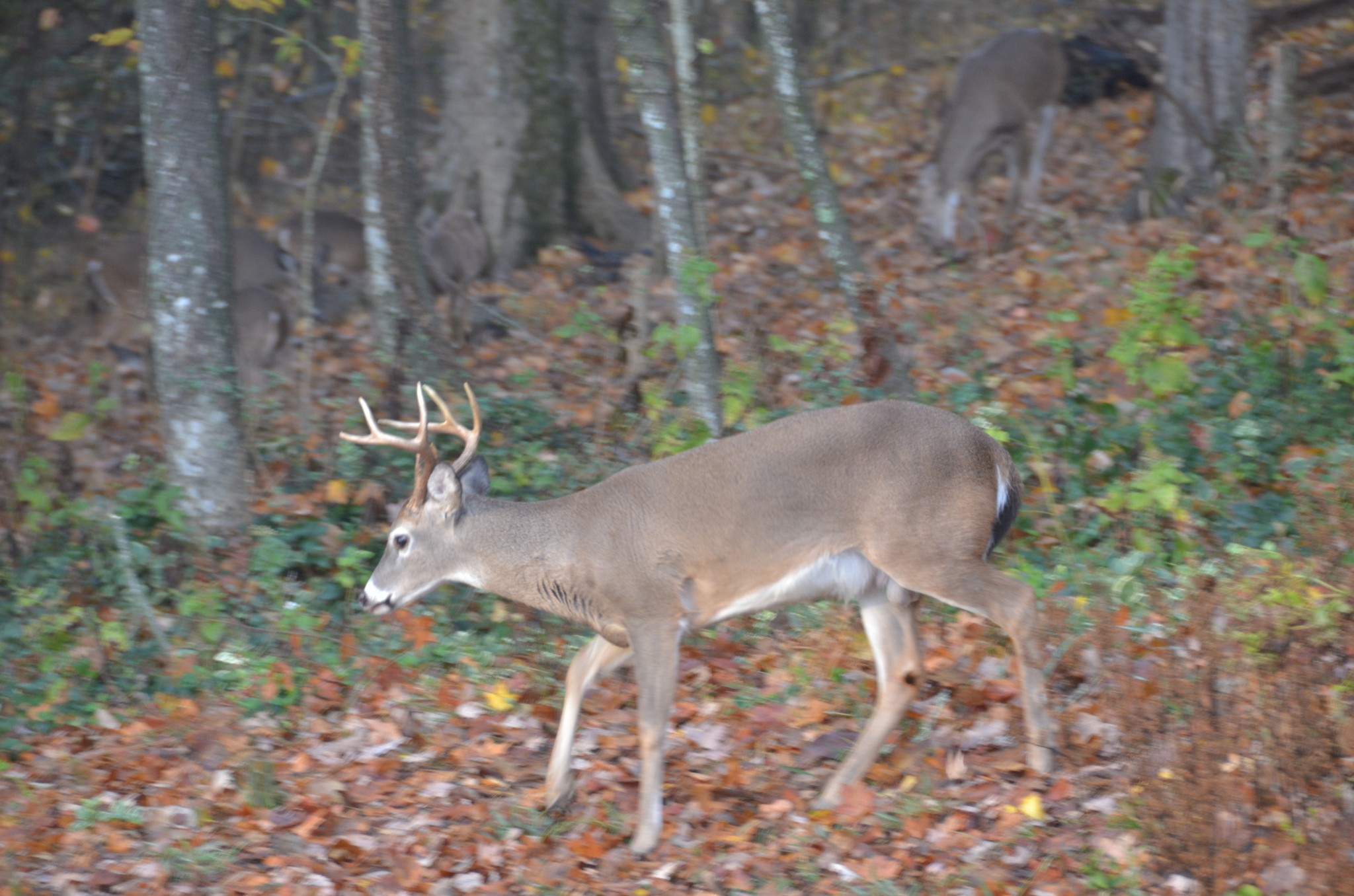 Lewisburg, Tennessee, 37091, United States, 4 Bedrooms Bedrooms, ,3 BathroomsBathrooms,Residential,For Sale,1999662