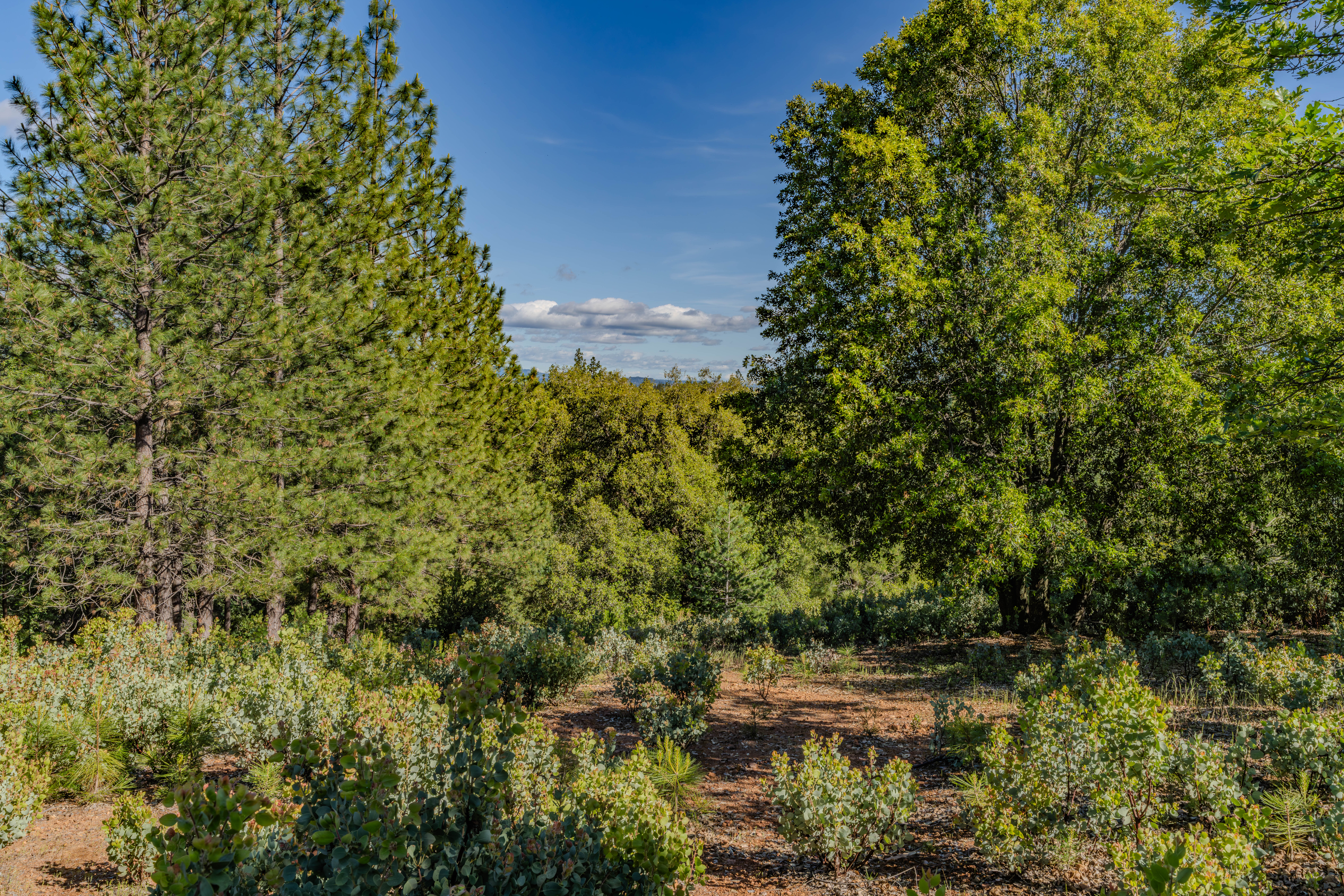  211 Fox Road, Glencoe, CA 95232 - 物件實景