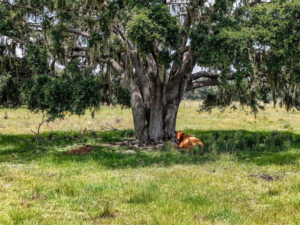 Myakka City, Florida, 34251, United States, ,Land,For Sale,1908306