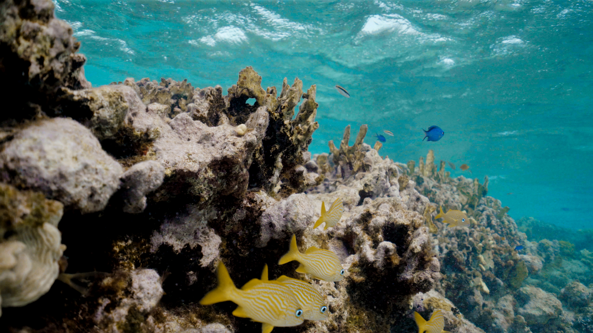  Spa Estate Villa - Sailrock Peninsula Estate - 物件實景